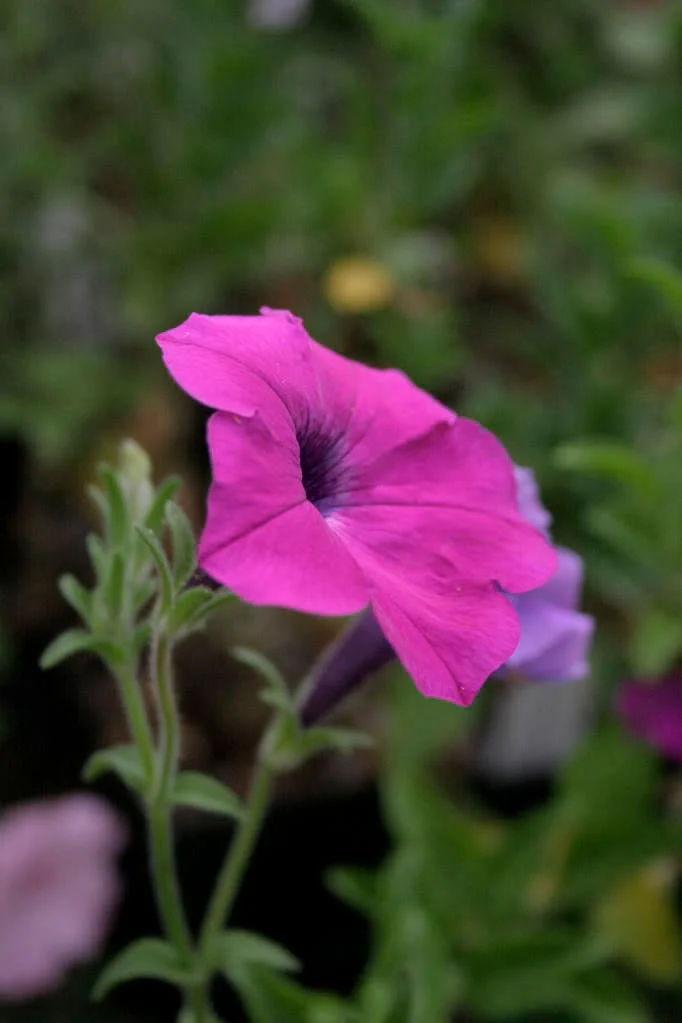 200 Purple LAURA BUSH PETUNIA Violacea Violet Perennial Trumpet Flower Seeds - Image 5