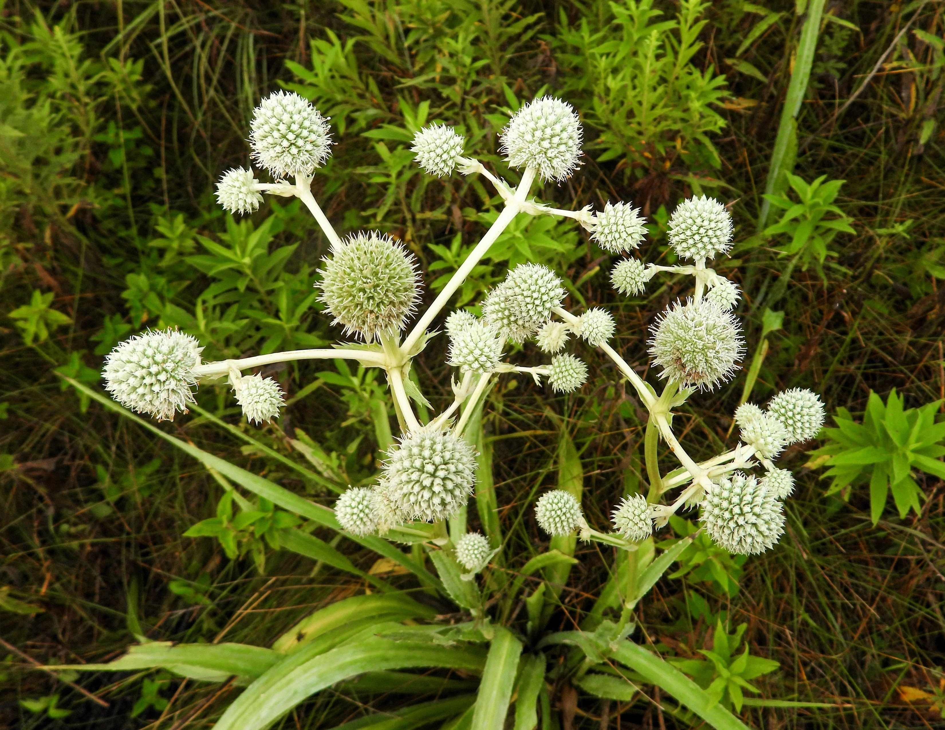 200 RATTLESNAKE MASTER / Button Snakeroot Eryngium Yuccifolium Flower Seeds - Image 5