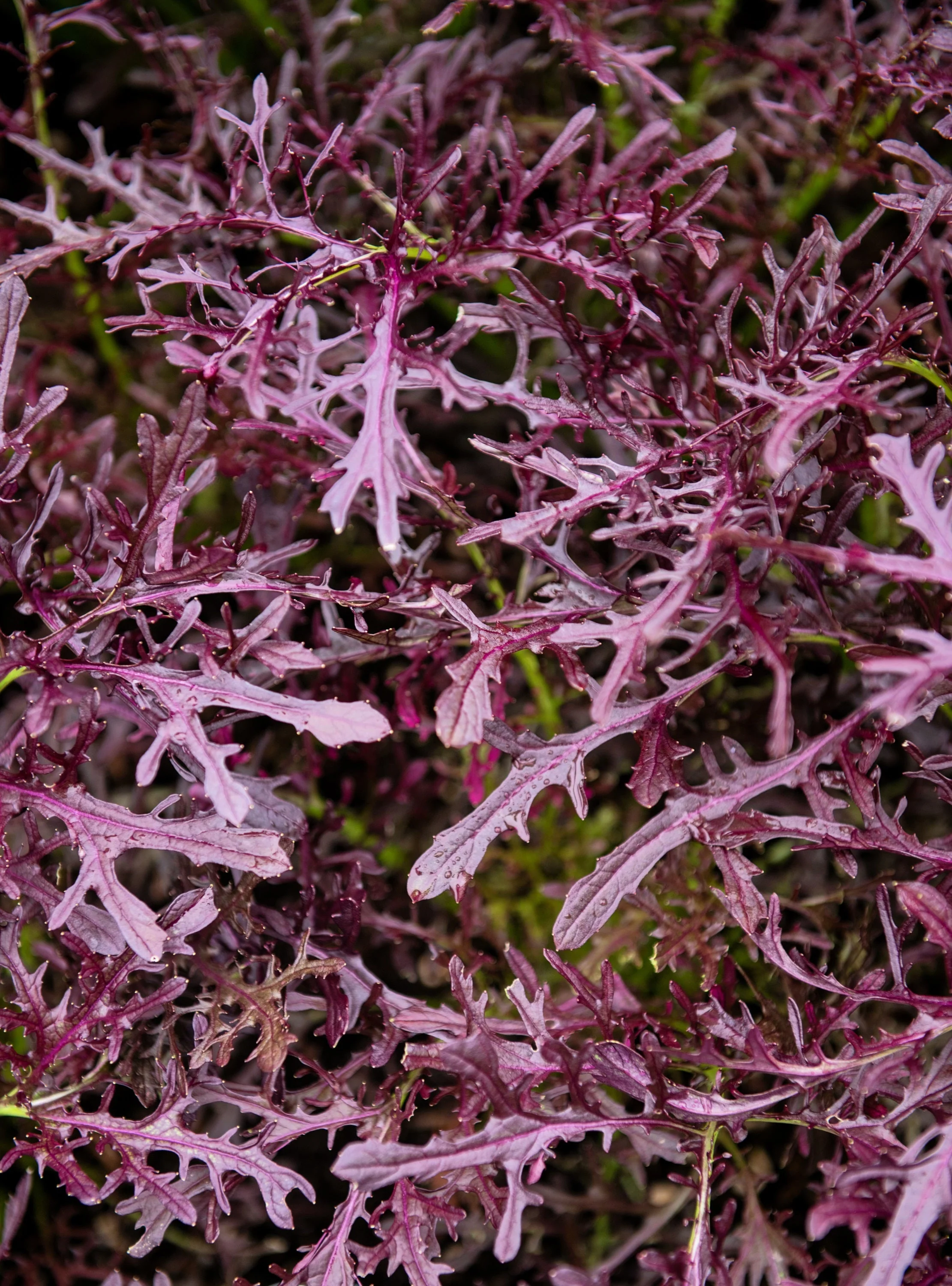 200 RED Streaked MIZUNA MUSTARD Japanese Greens Brassica Juncea Vegetable Seeds - Image 3