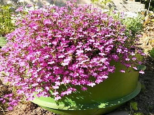 200 ROSAMOND LOBELIA Erinus Carmine Red & White Flower Seeds - Image 2
