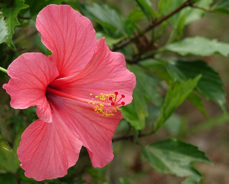 200 ROSE MALLOW MIX (Bush Mallow) Hibiscus Lavatera Trimestris Flower Seeds - Image 4