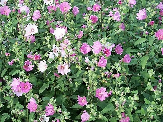 200 ROSE MALLOW MIX (Bush Mallow) Hibiscus Lavatera Trimestris Flower Seeds - Image 7