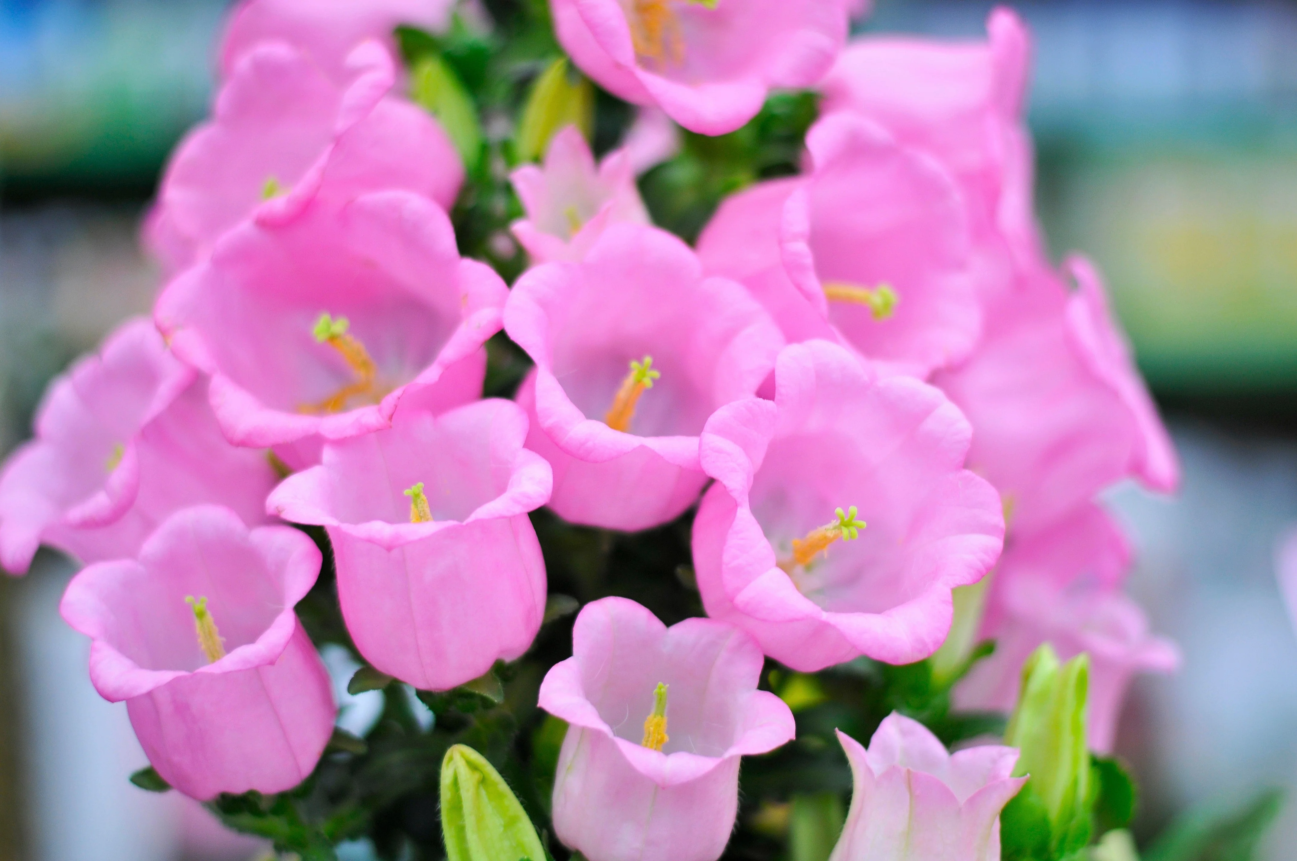200 Rose Pink CANTERBURY BELLS - CAMPANULA Medium Flower Seeds - Image 10