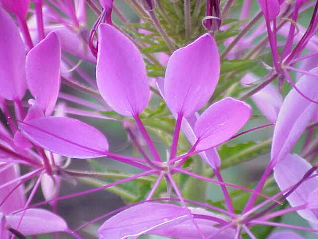 200 ROSE QUEEN CLEOME Hassleriana Spinosa Pink Spider Flower Seeds - Image 5