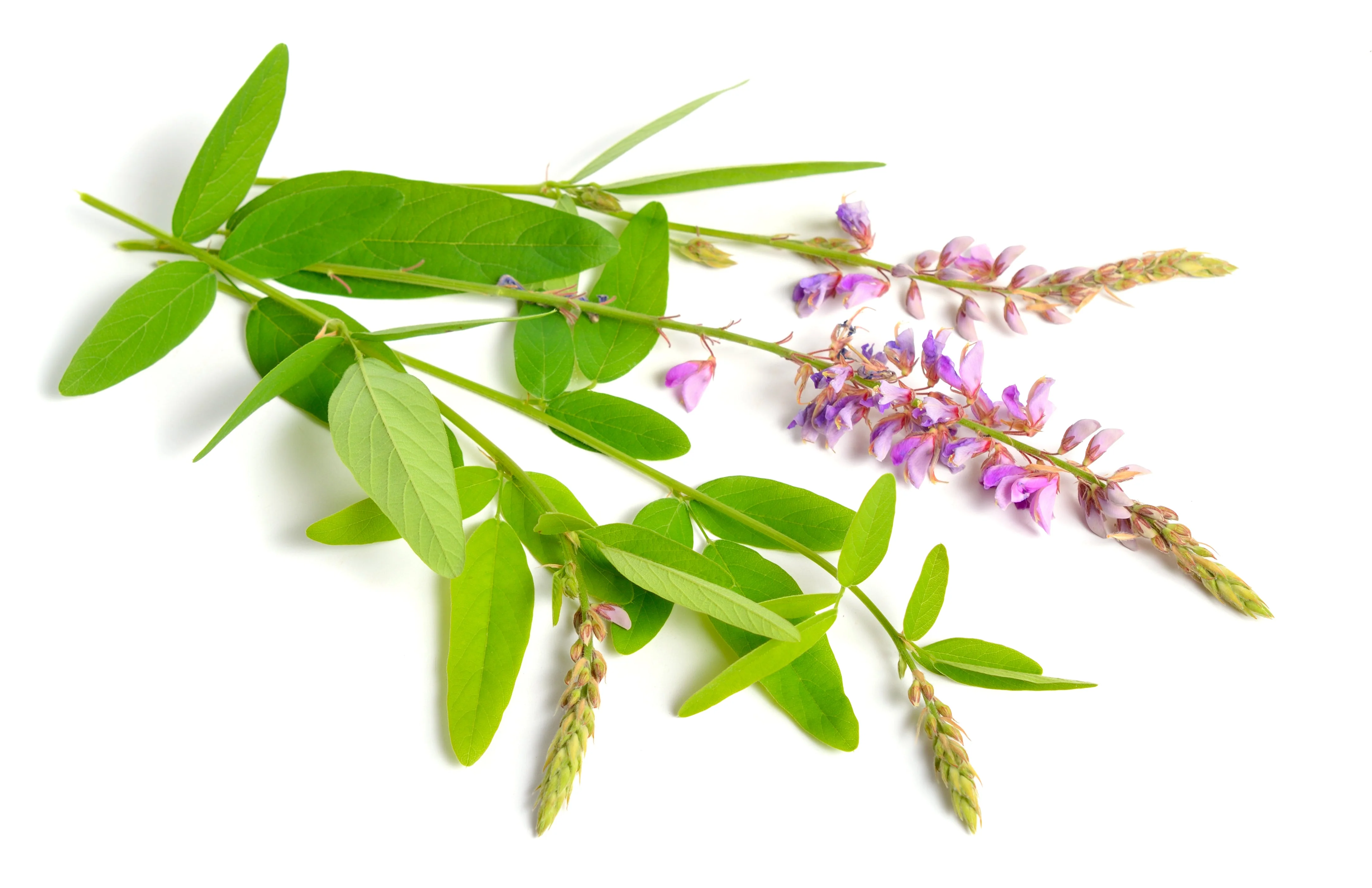 200 SHOWY PINK TREFOIL Stick Tights Desmodium Canadense Flower Seeds - Image 10