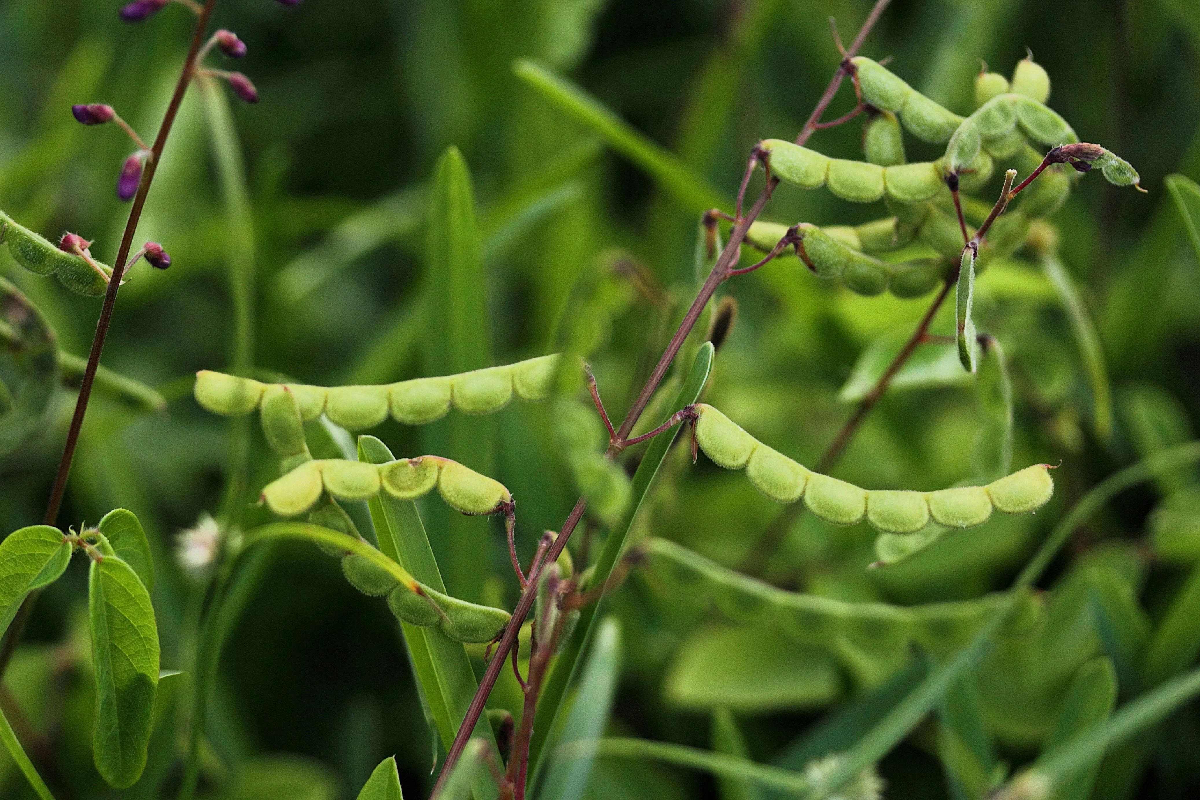 200 SHOWY PINK TREFOIL Stick Tights Desmodium Canadense Flower Seeds - Image 3