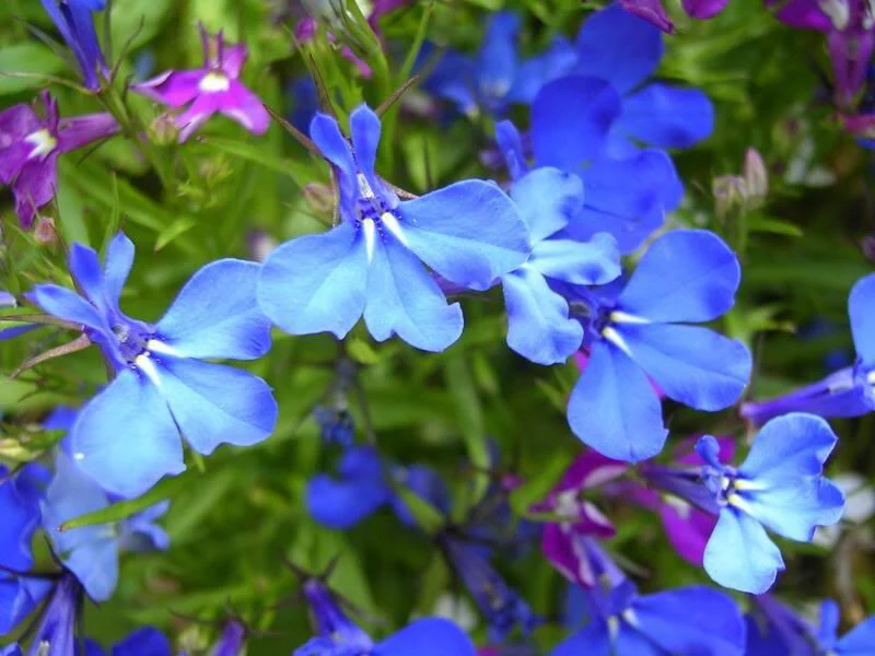 200 SKY BLUE LOBELIA Regatta Lobelia Erinus Flower Seeds - Image 4