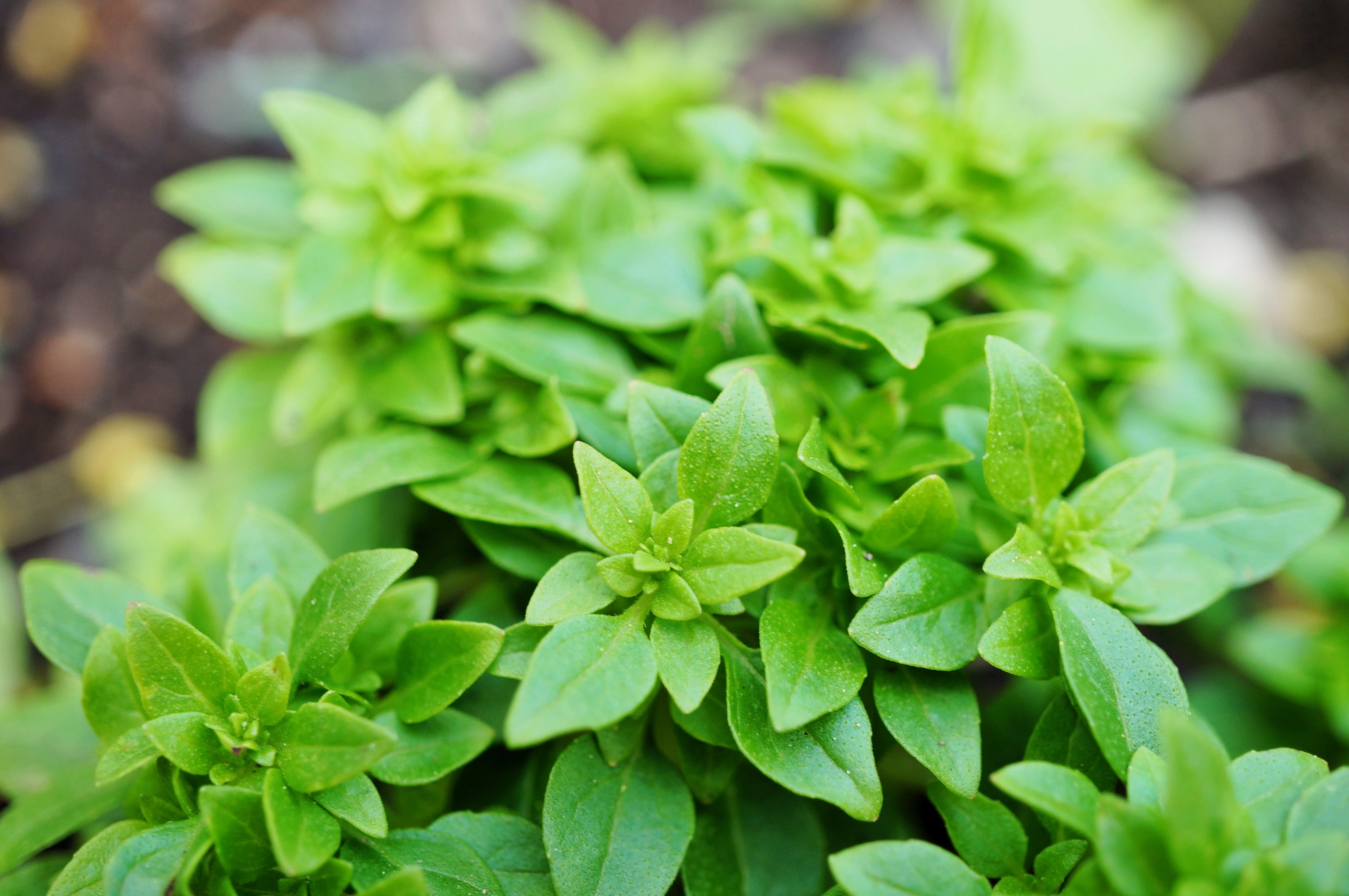 200 SPICY GLOBE BASIL Ocimum Basilicum Herb Flower Seeds - Image 7