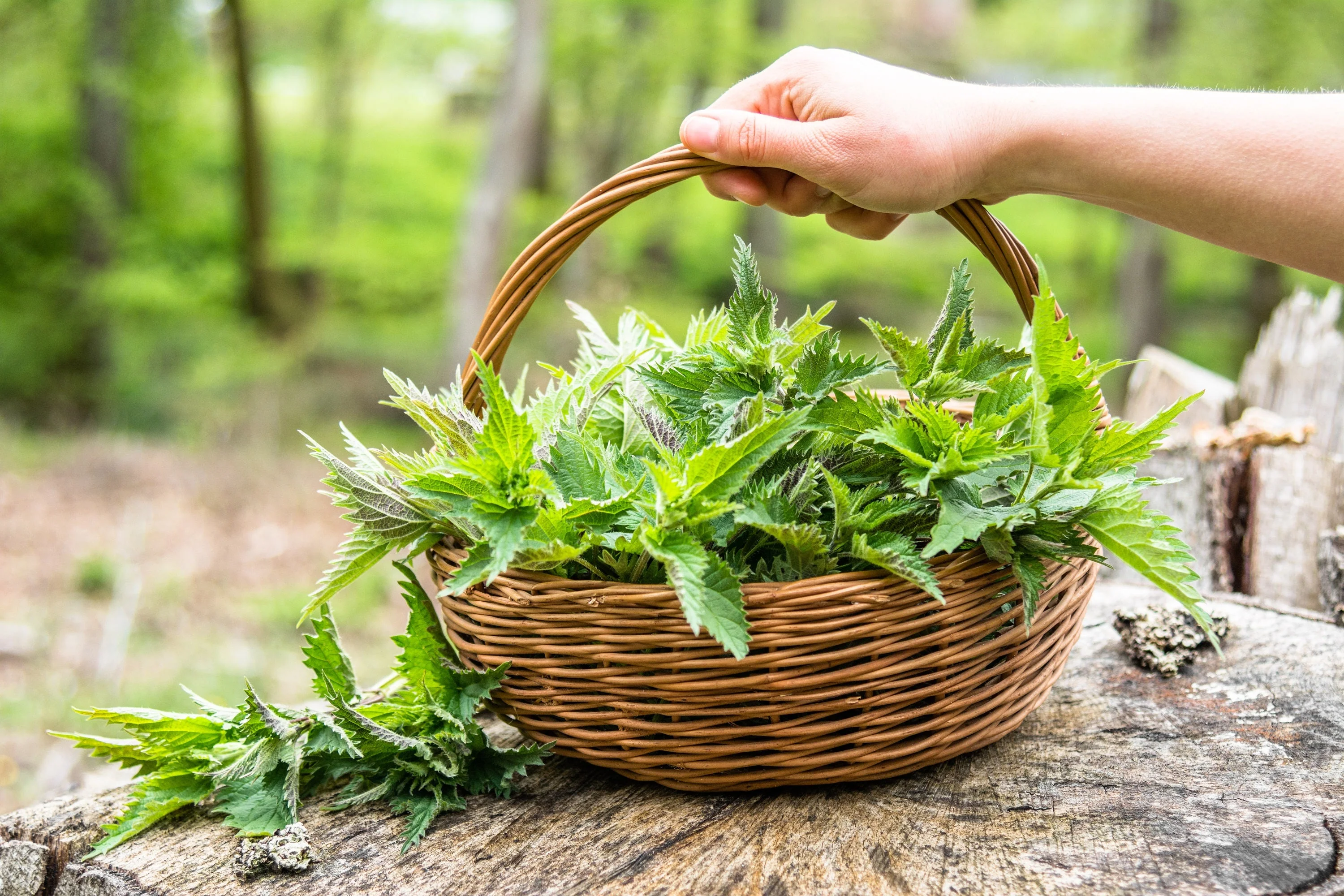 200 STINGING NETTLE Urtica Dioica (aka Common, California, or Bull Nettle / Tread Softly) Flower Seeds - Image 10