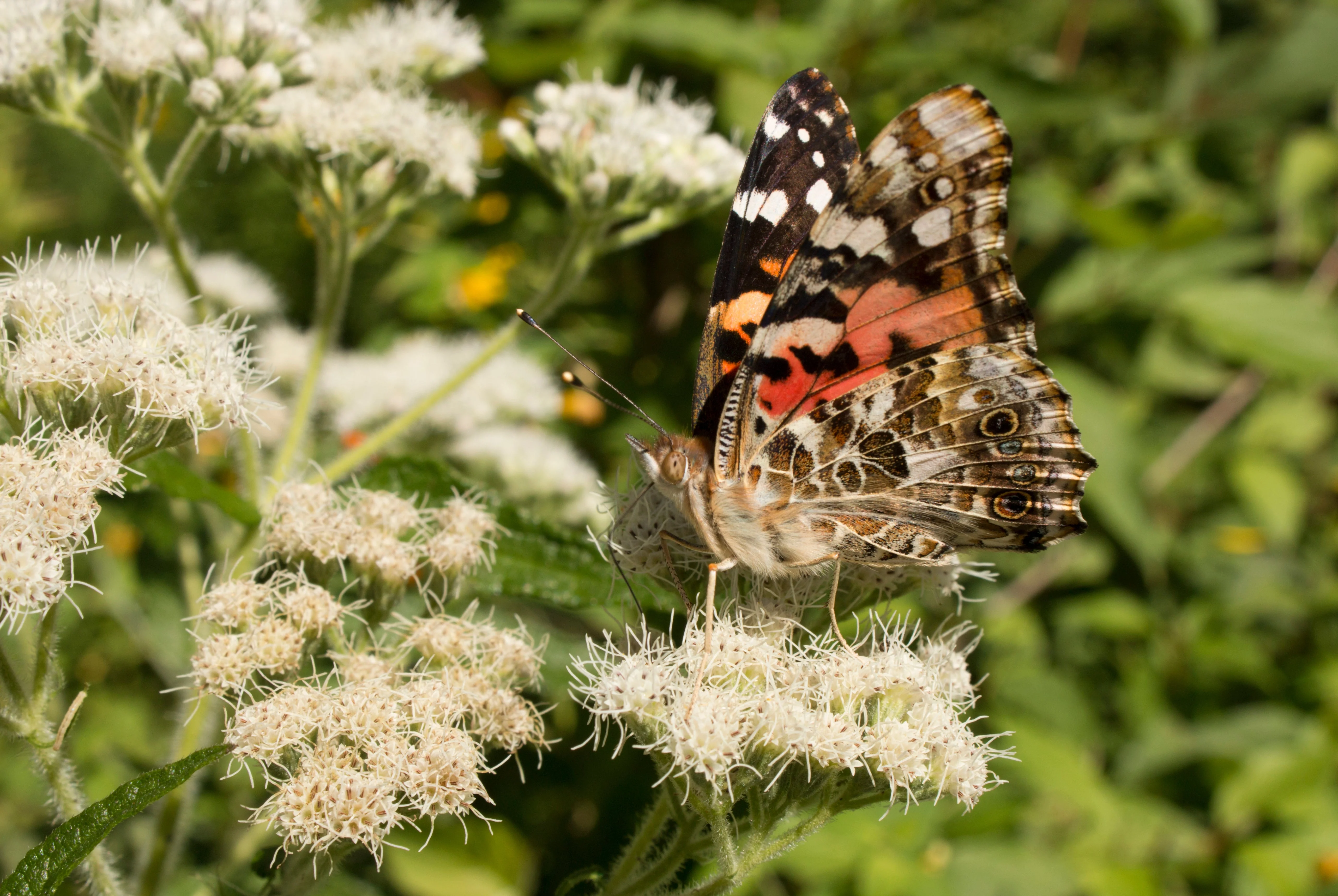 200 TALL WHITE BONESET (Thoroughwort) Eupatorium Perfoliatum Flower Seeds - Image 4