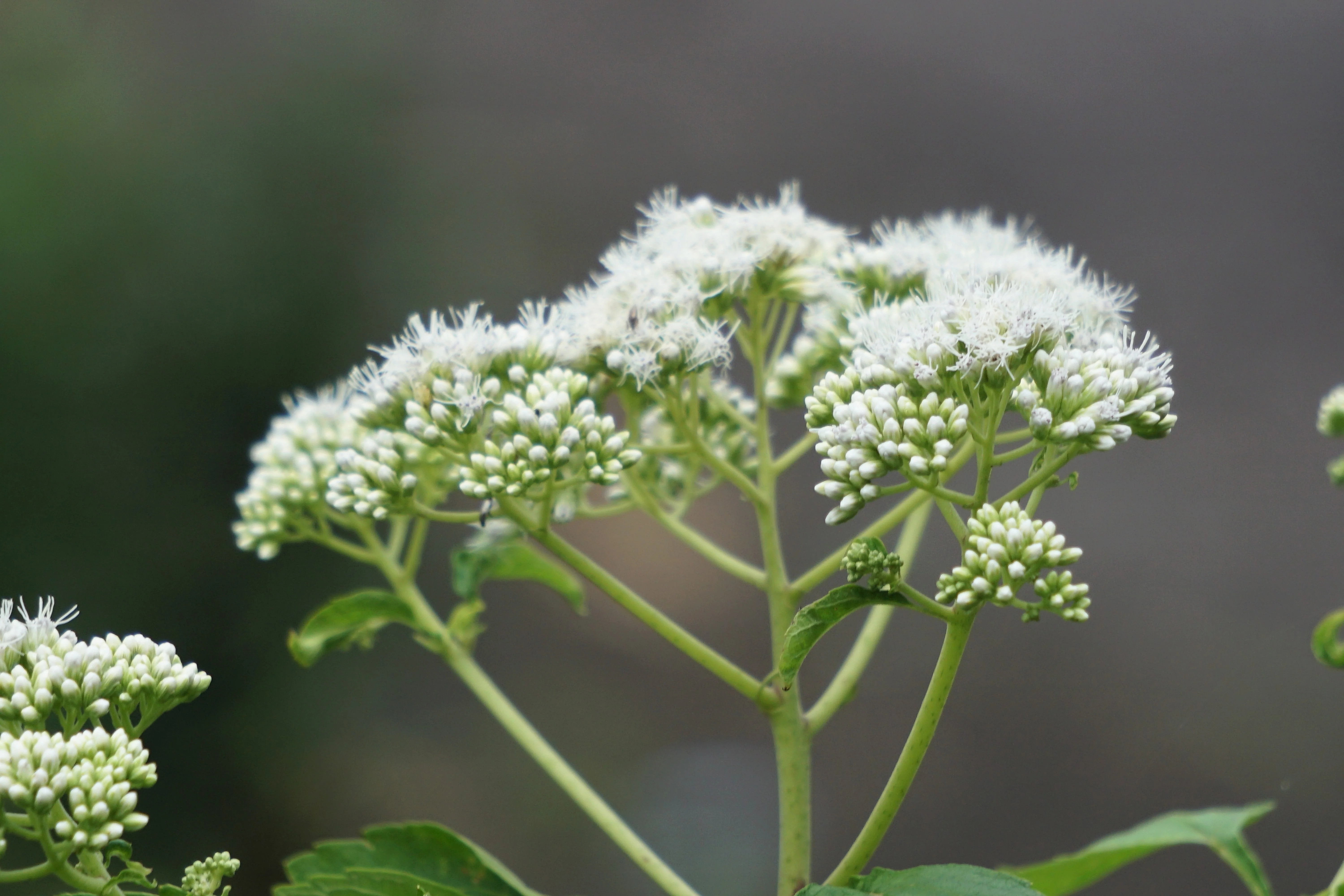 200 TALL WHITE BONESET (Thoroughwort) Eupatorium Perfoliatum Flower Seeds - Image 9