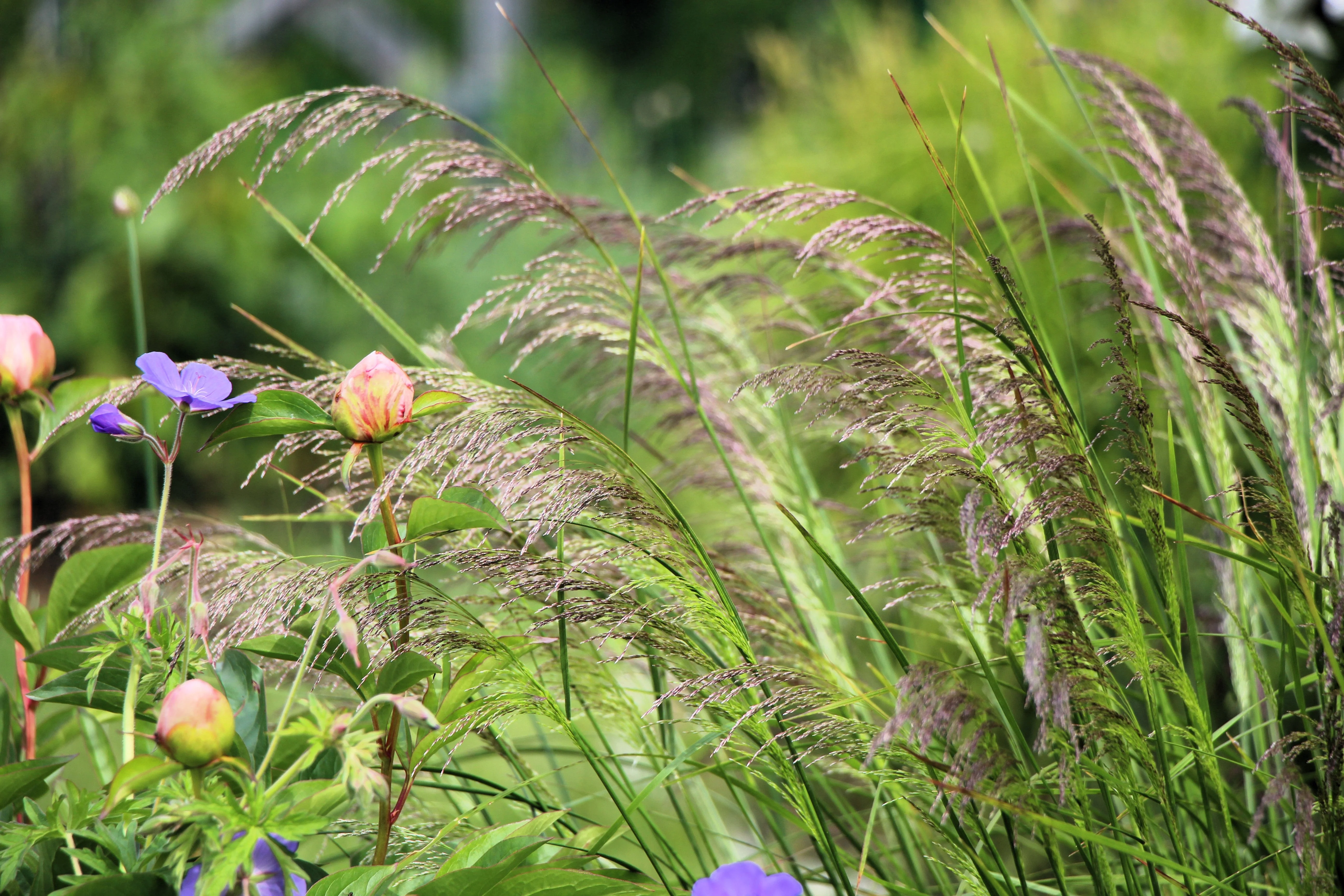 200 TUFTED HAIRGRASS Tussock Grass Deschampsia Cespitosa Moist Ornamental Native Seeds - Image 6