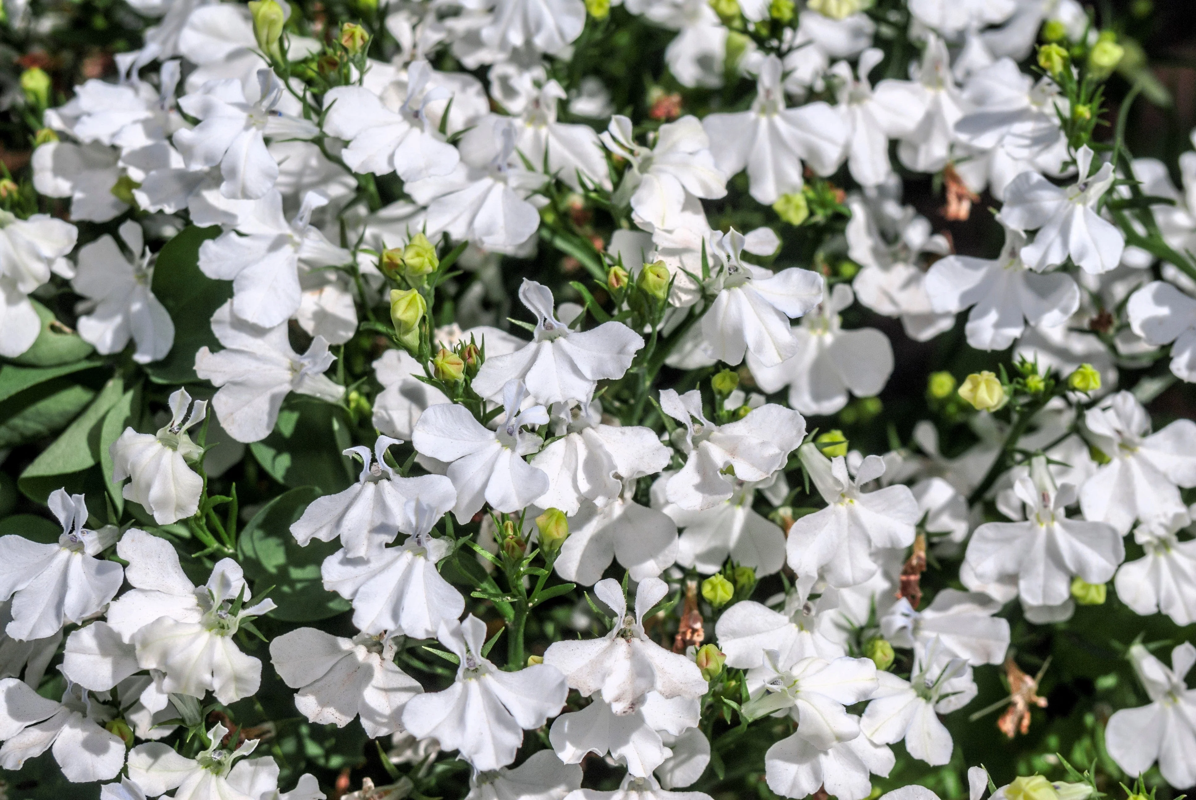 200 WHITE LOBELIA REGATTA Erinus Flower Seeds - Image 2