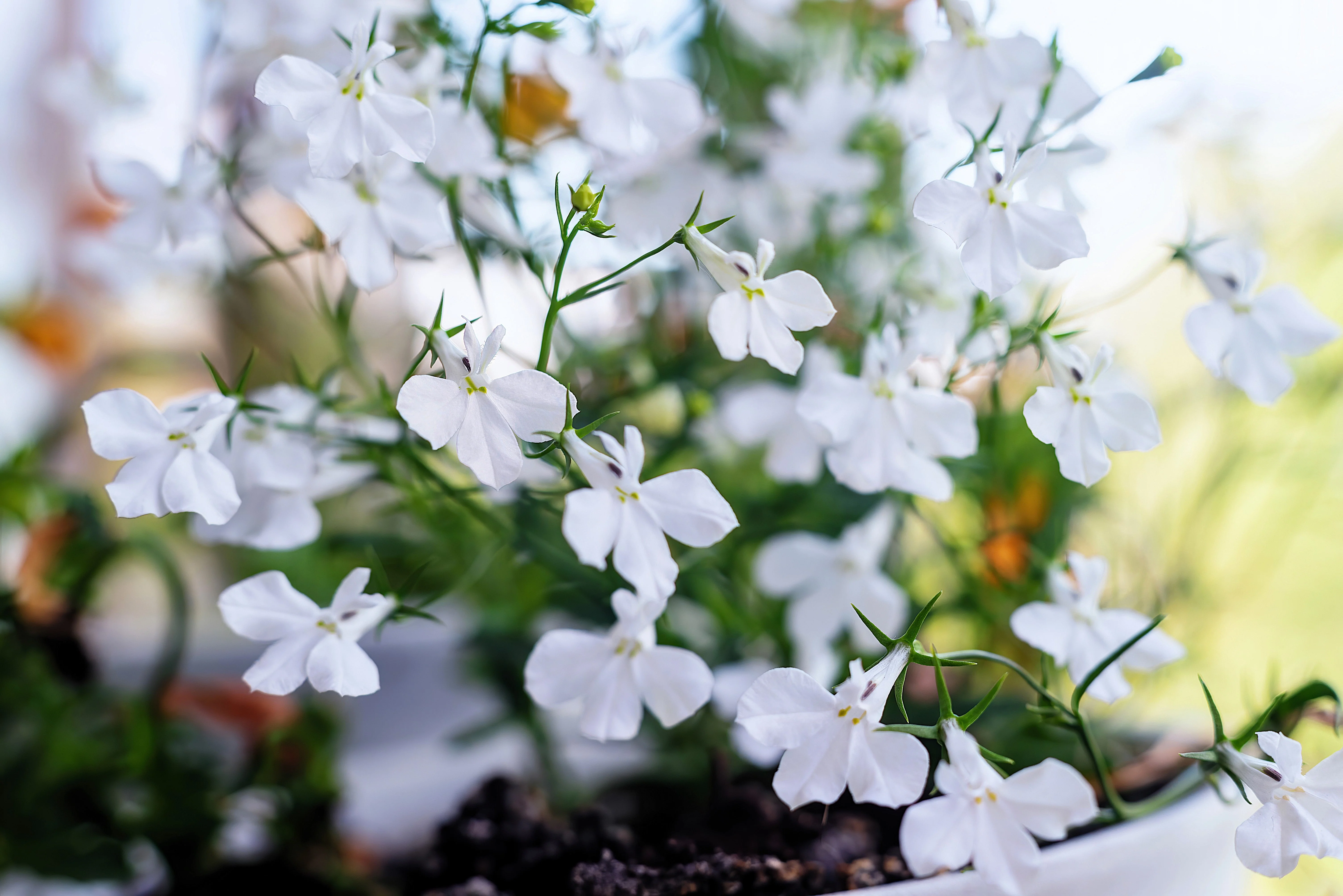 200 WHITE LOBELIA REGATTA Erinus Flower Seeds - Image 3