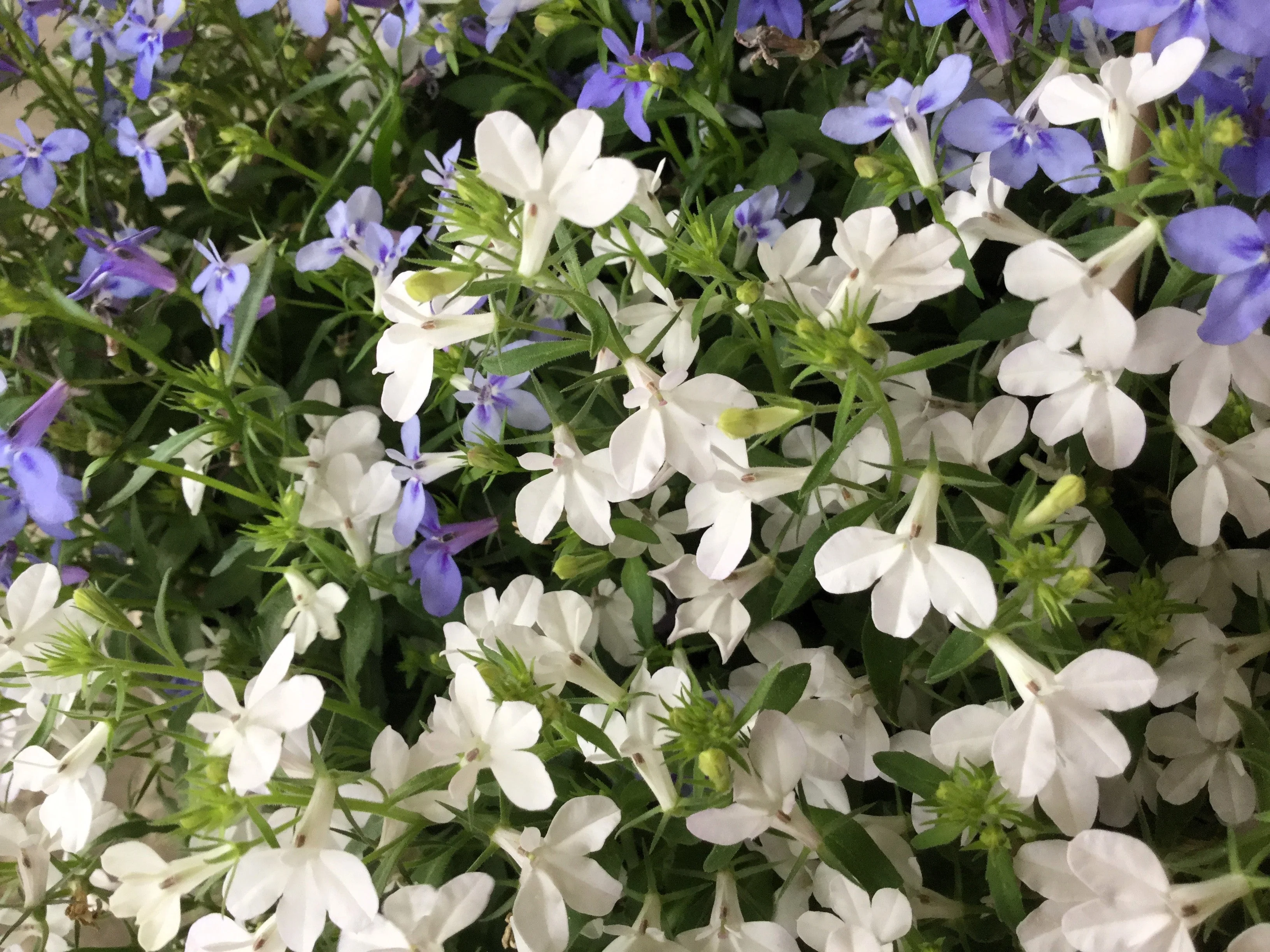 200 WHITE LOBELIA REGATTA Erinus Flower Seeds - Image 4
