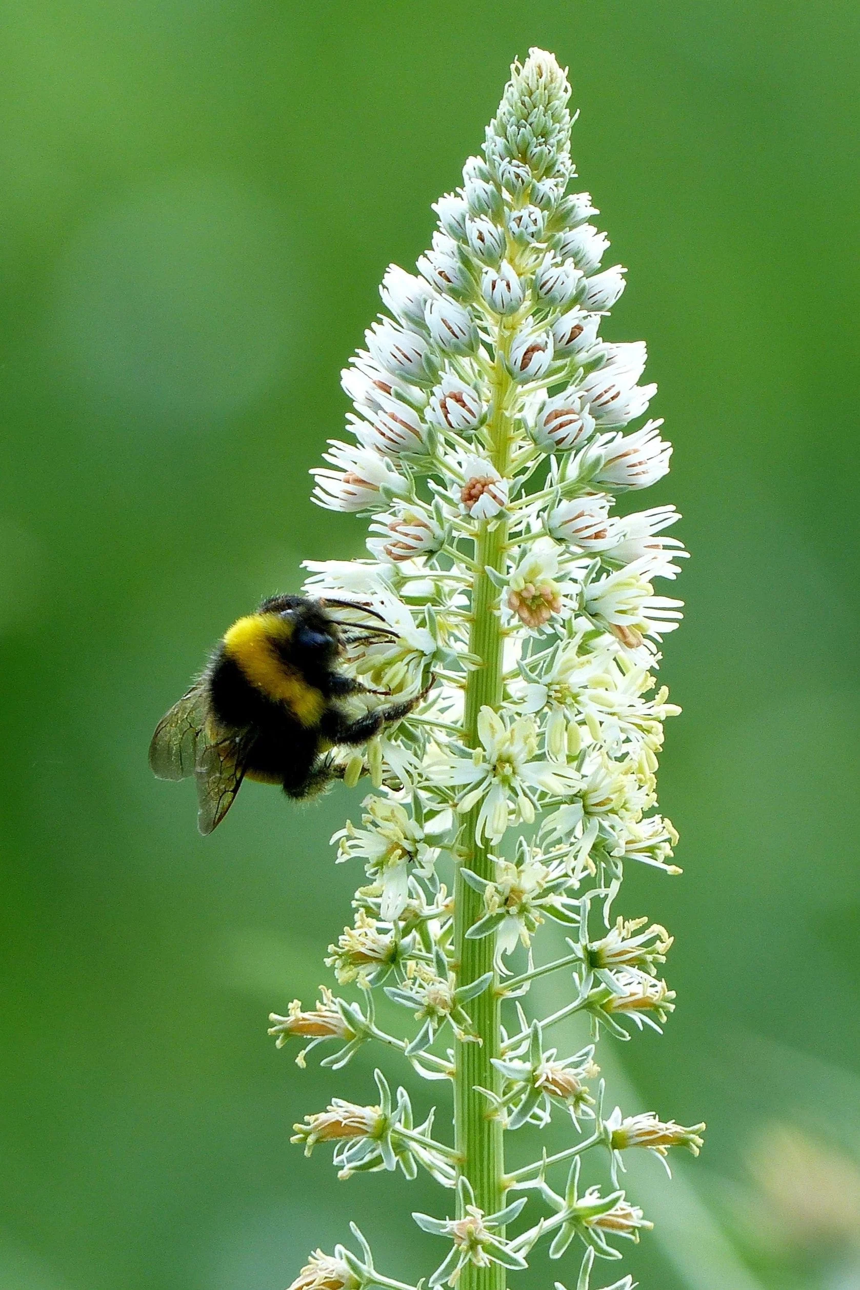 200 WHITE MIGNONETTE Reseda Alba Very FRAGRANT Flower Seeds - Image 7