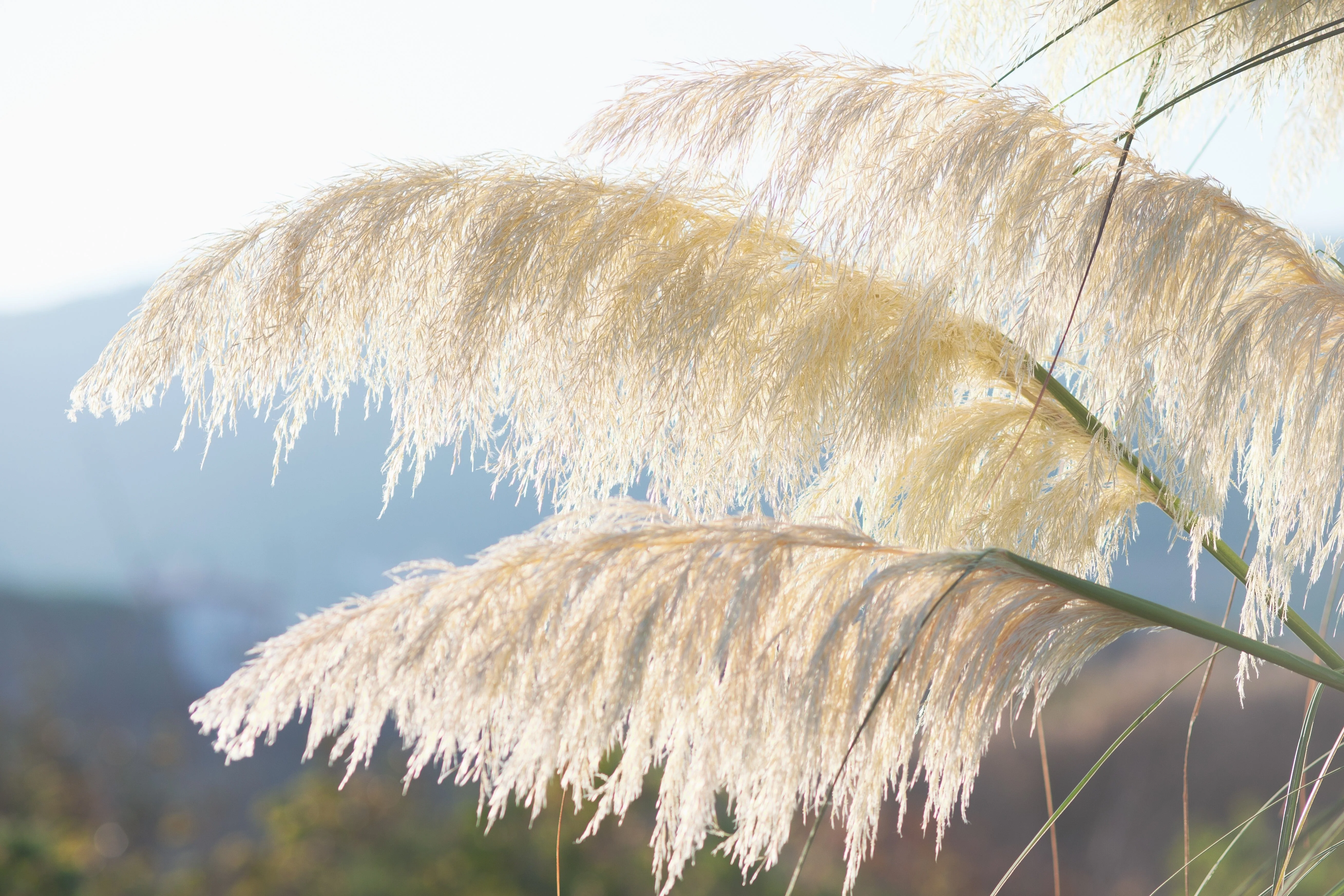 200 WHITE PAMPAS GRASS Cortaderia Selloana Ornamental Flower Seeds - Image 10