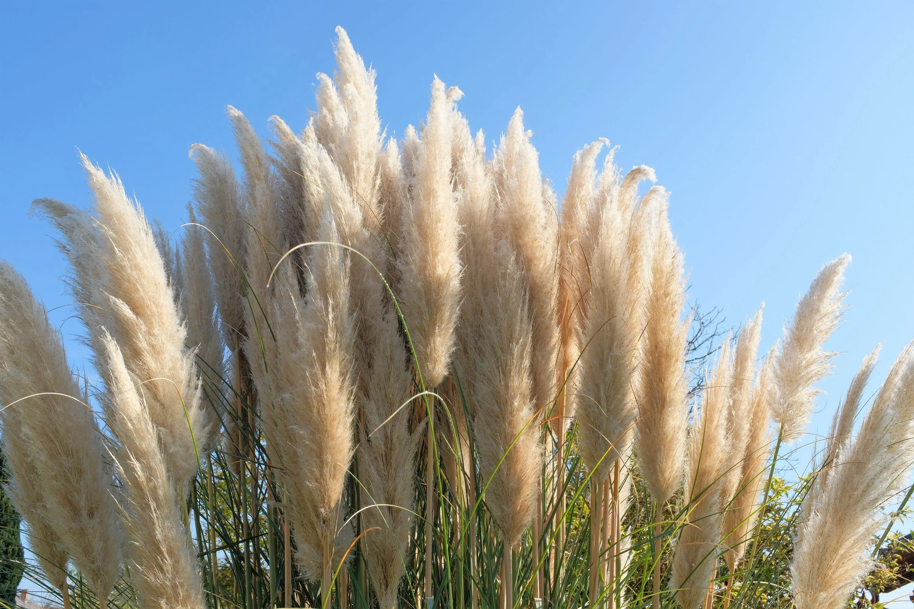 200 WHITE PAMPAS GRASS Cortaderia Selloana Ornamental Flower Seeds - Image 13