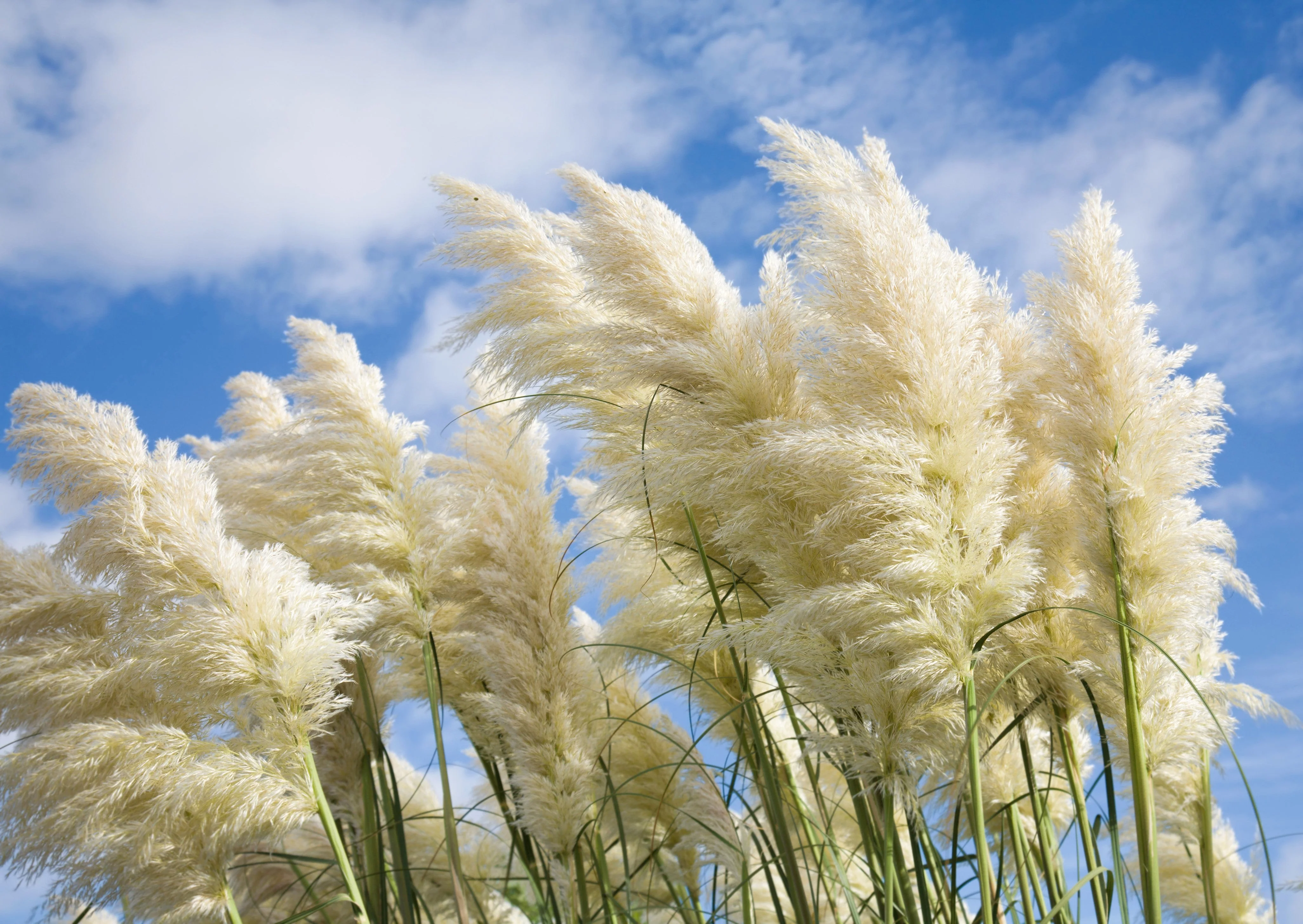 200 WHITE PAMPAS GRASS Cortaderia Selloana Ornamental Flower Seeds - Image 4