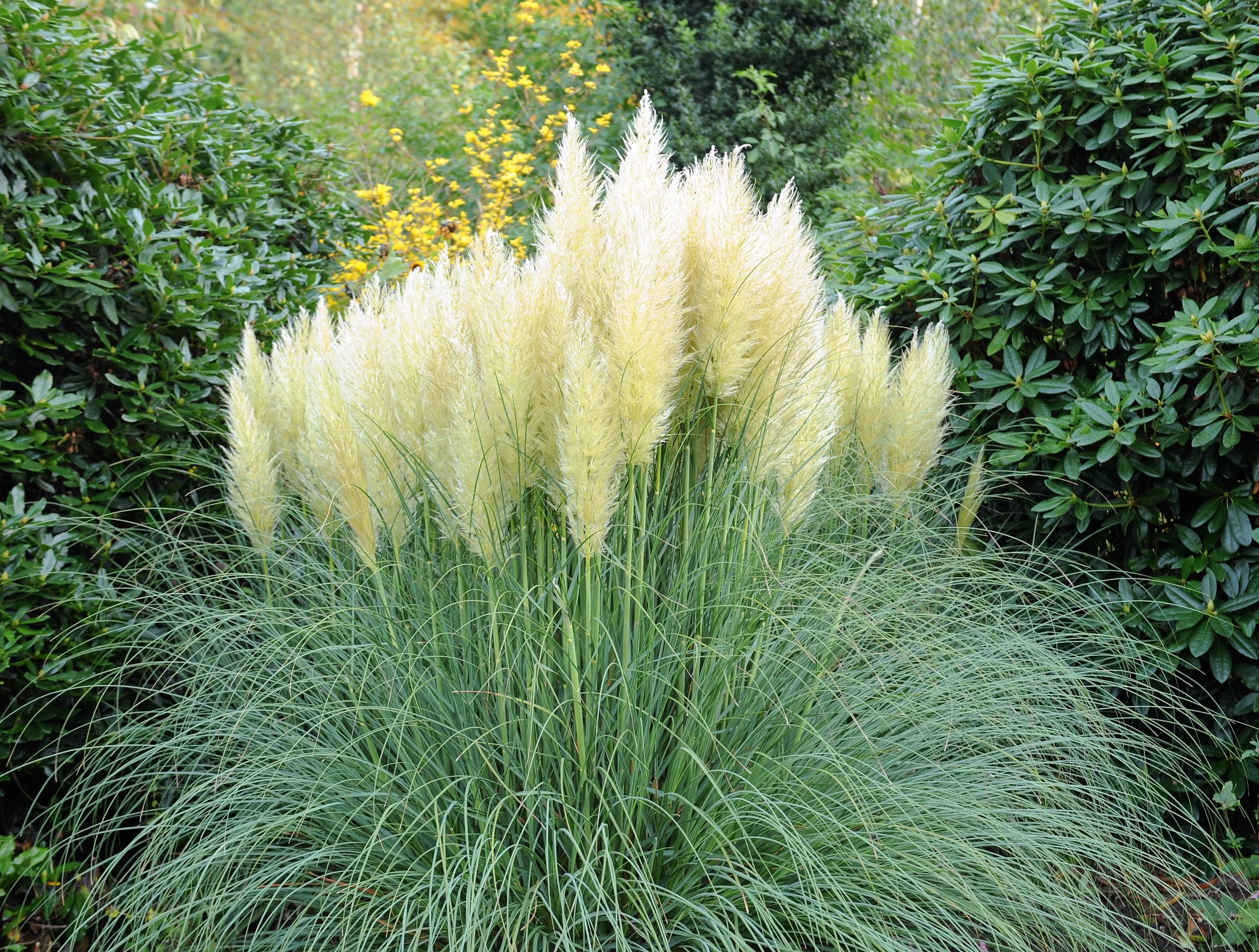200 WHITE PAMPAS GRASS Cortaderia Selloana Ornamental Flower Seeds - Image 9