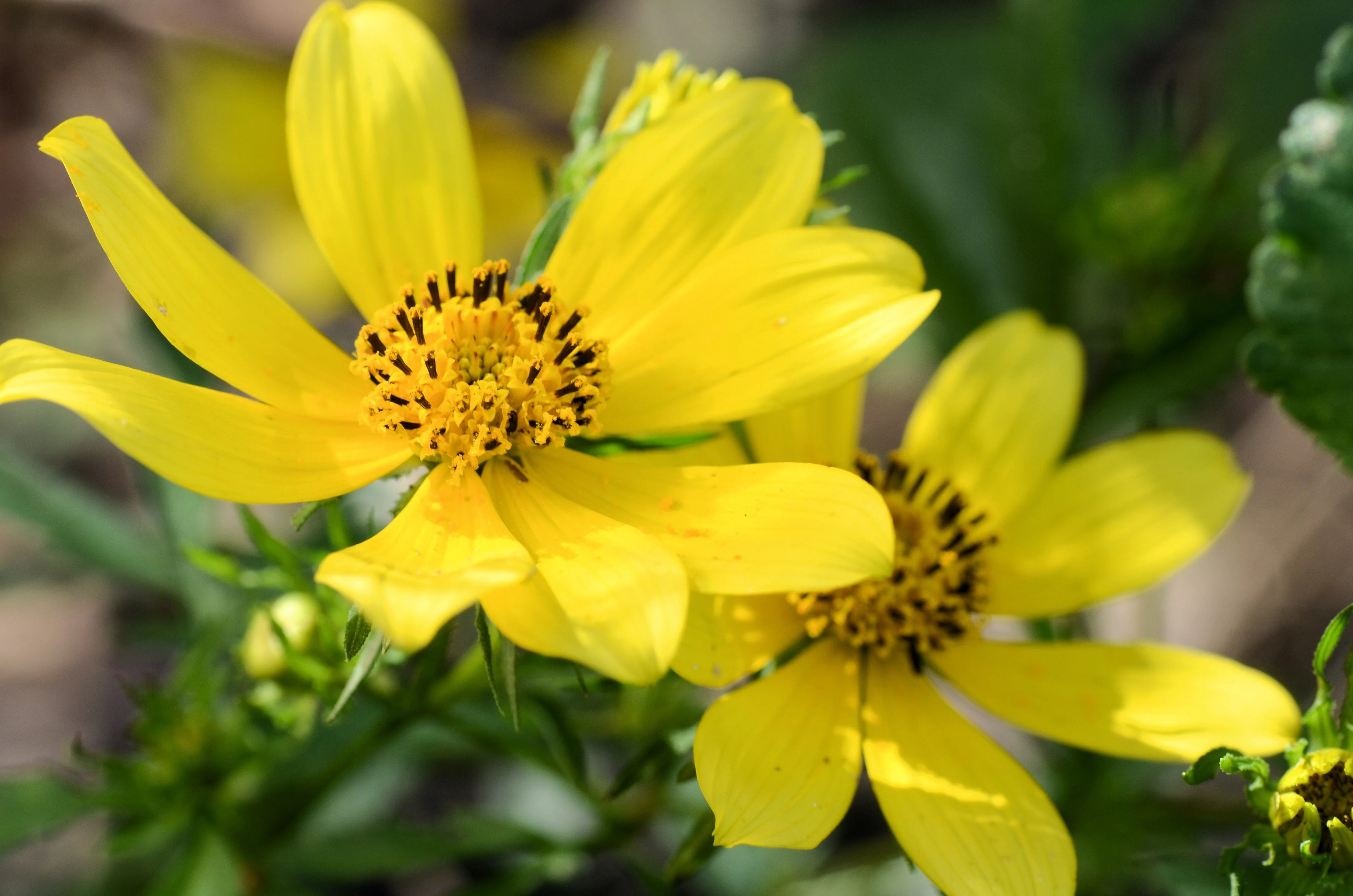200 Yellow SWAMP MARIGOLD Bidens Aristosa Mutica Flower Seeds - Image 6