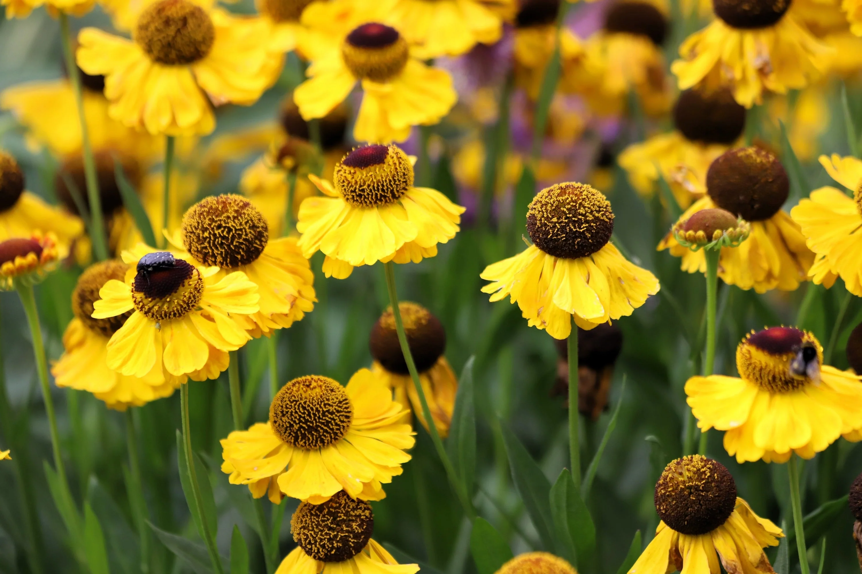 2000 AUTUMN SNEEZEWEED (Dogtooth Daisy / Helens Flower / Bittersweet) Helenium Autumnale Flower Seeds - Image 3