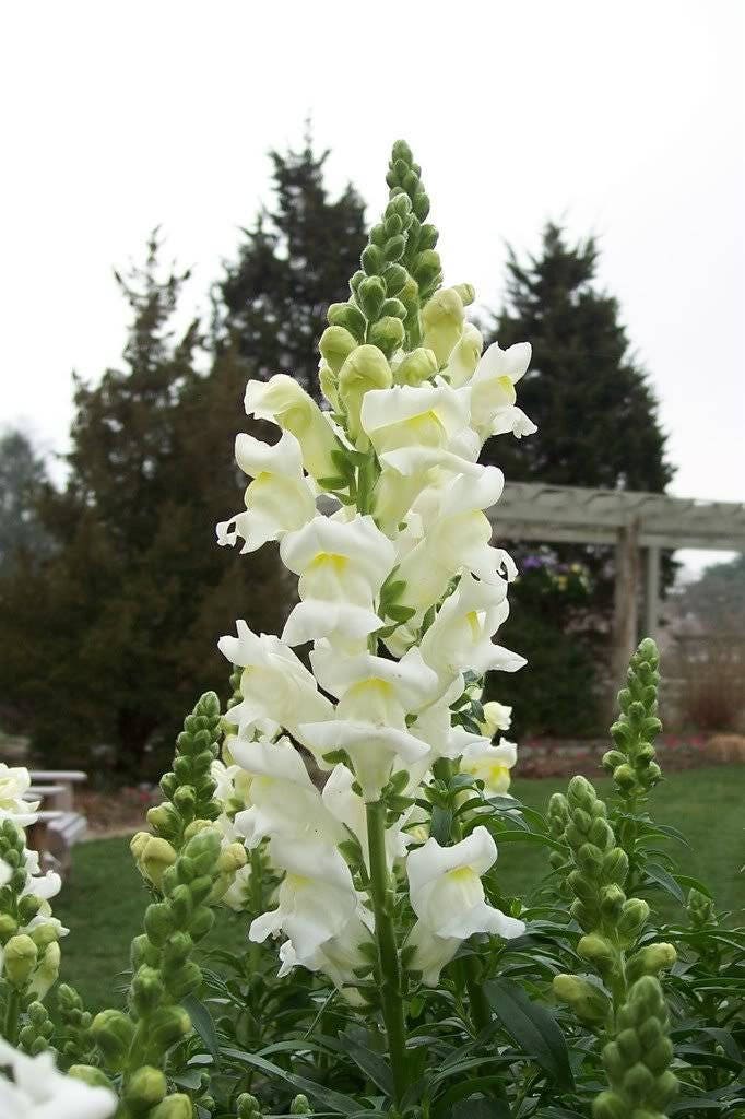 2000 BABY SNAPDRAGON Toadflax Linaria Maroccana Flower Seeds - Image 3