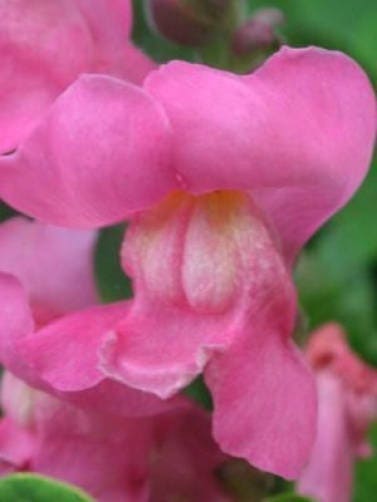 2000 BABY SNAPDRAGON Toadflax Linaria Maroccana Flower Seeds - Image 5