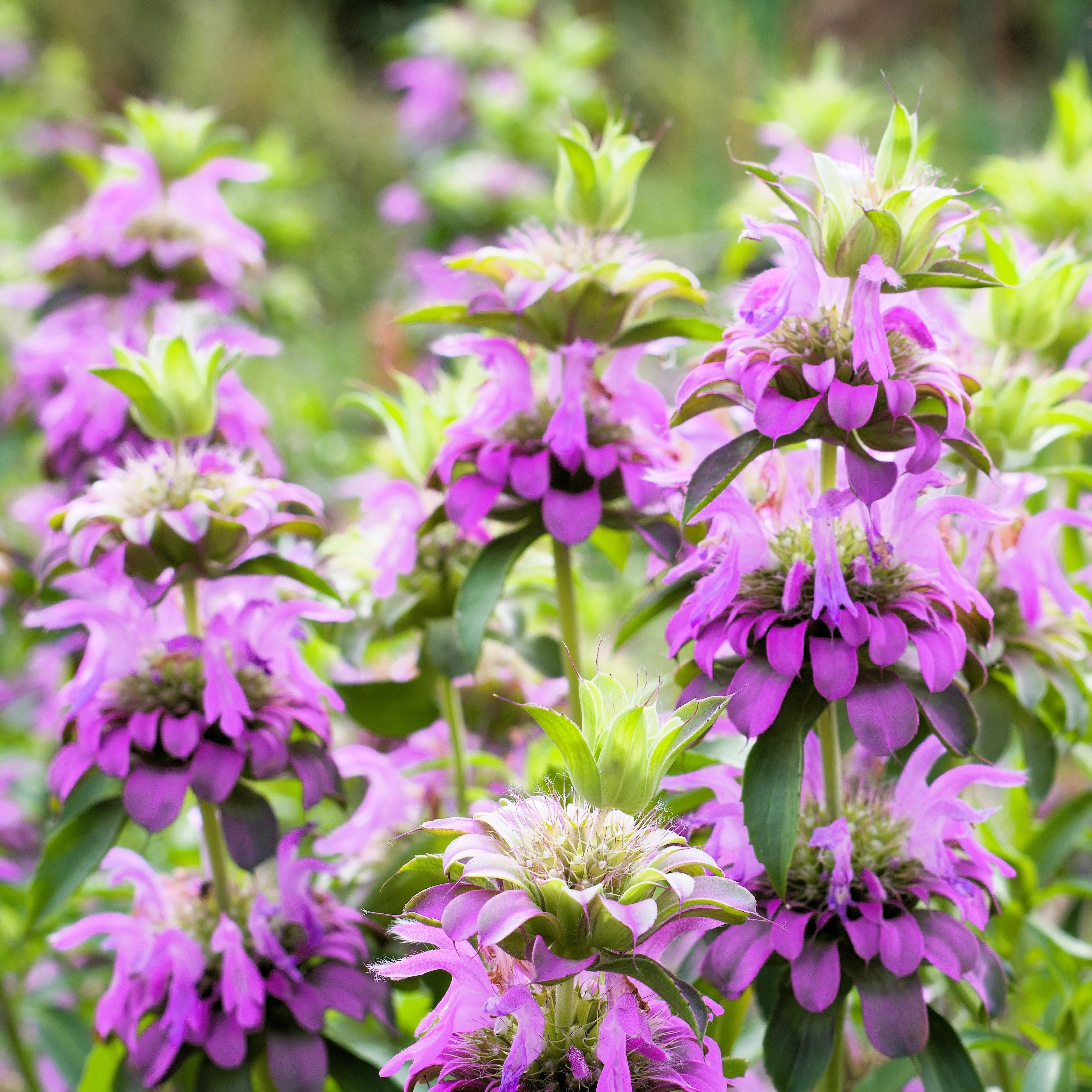 2000 BEE BALM Lemon MINT Monarda Citriodora Herb Purple Flower Seeds - Image 3