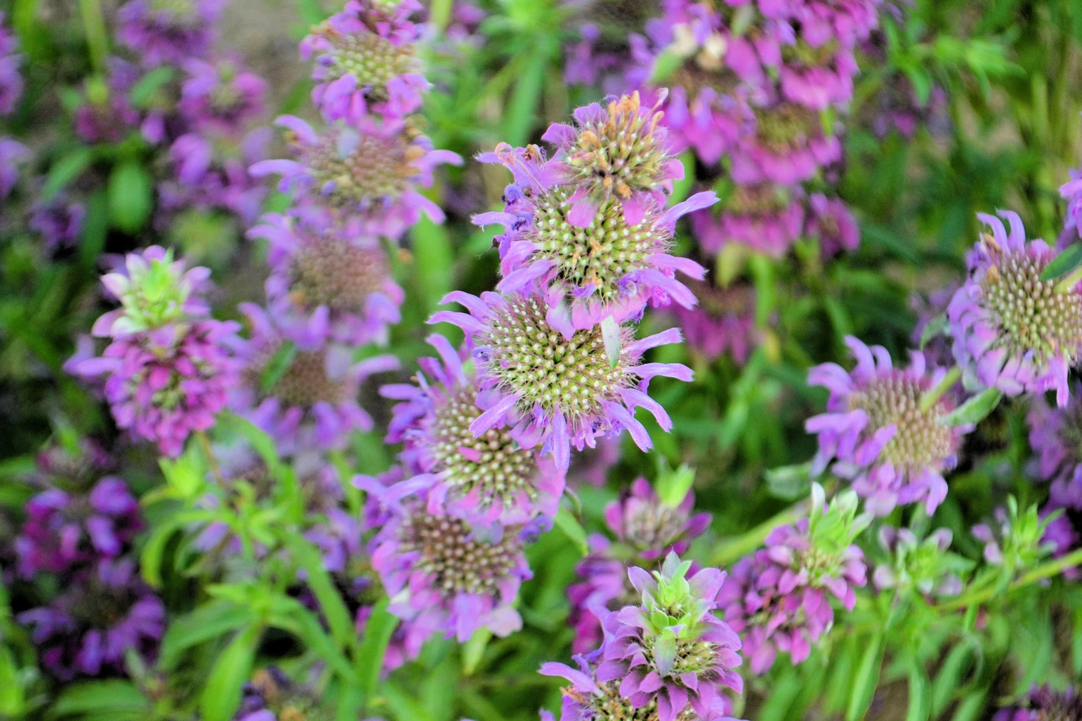 2000 BEE BALM Lemon MINT Monarda Citriodora Herb Purple Flower Seeds - Image 8