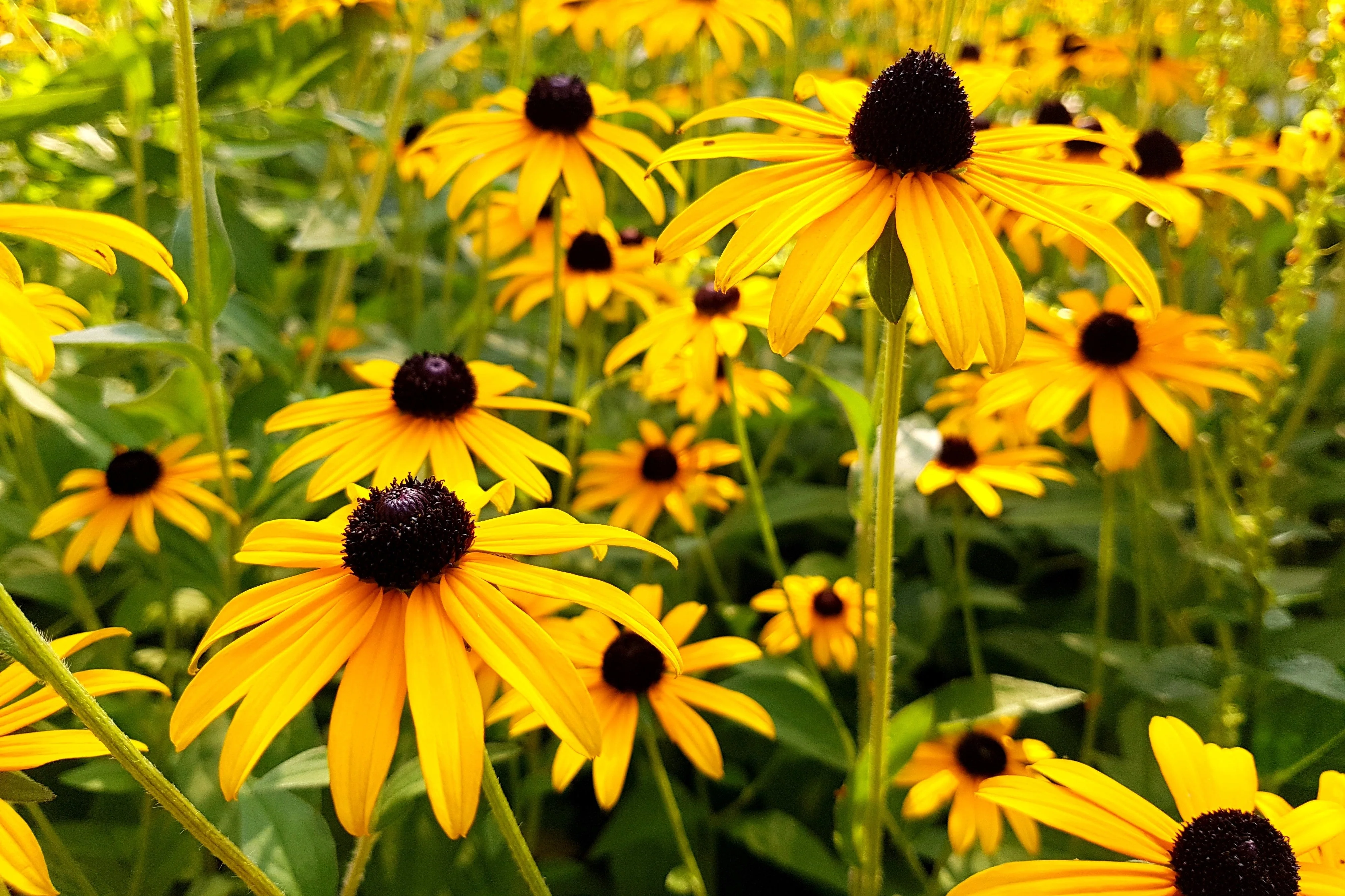 2000 BLACK EYED SUSAN Rudbeckia Hirta Yellow Heirloom Native Flower Seeds - Image 10