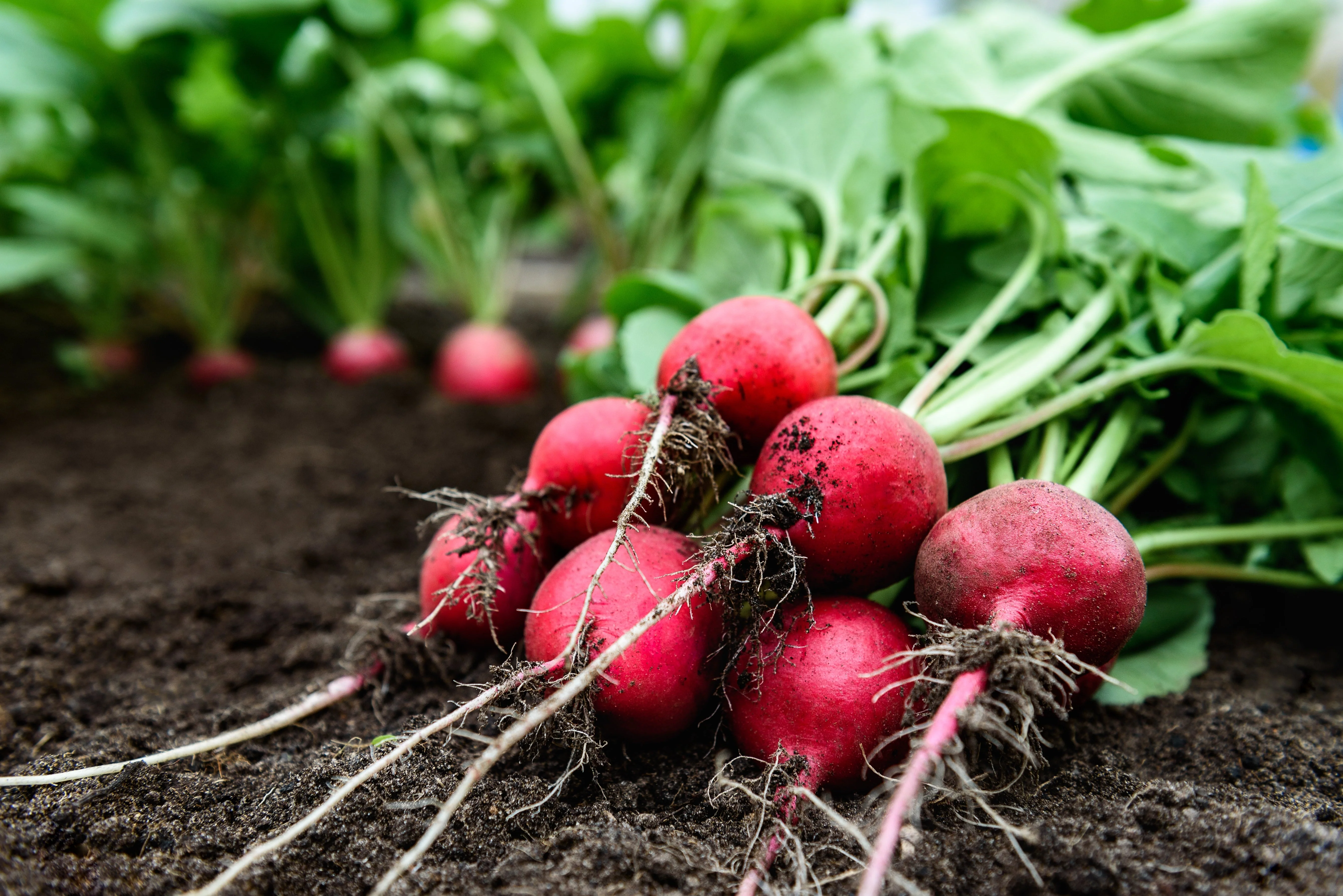 2000 CHERRY BELLE RADISH Raphanus Sativus Vegetable Seeds - Image 2