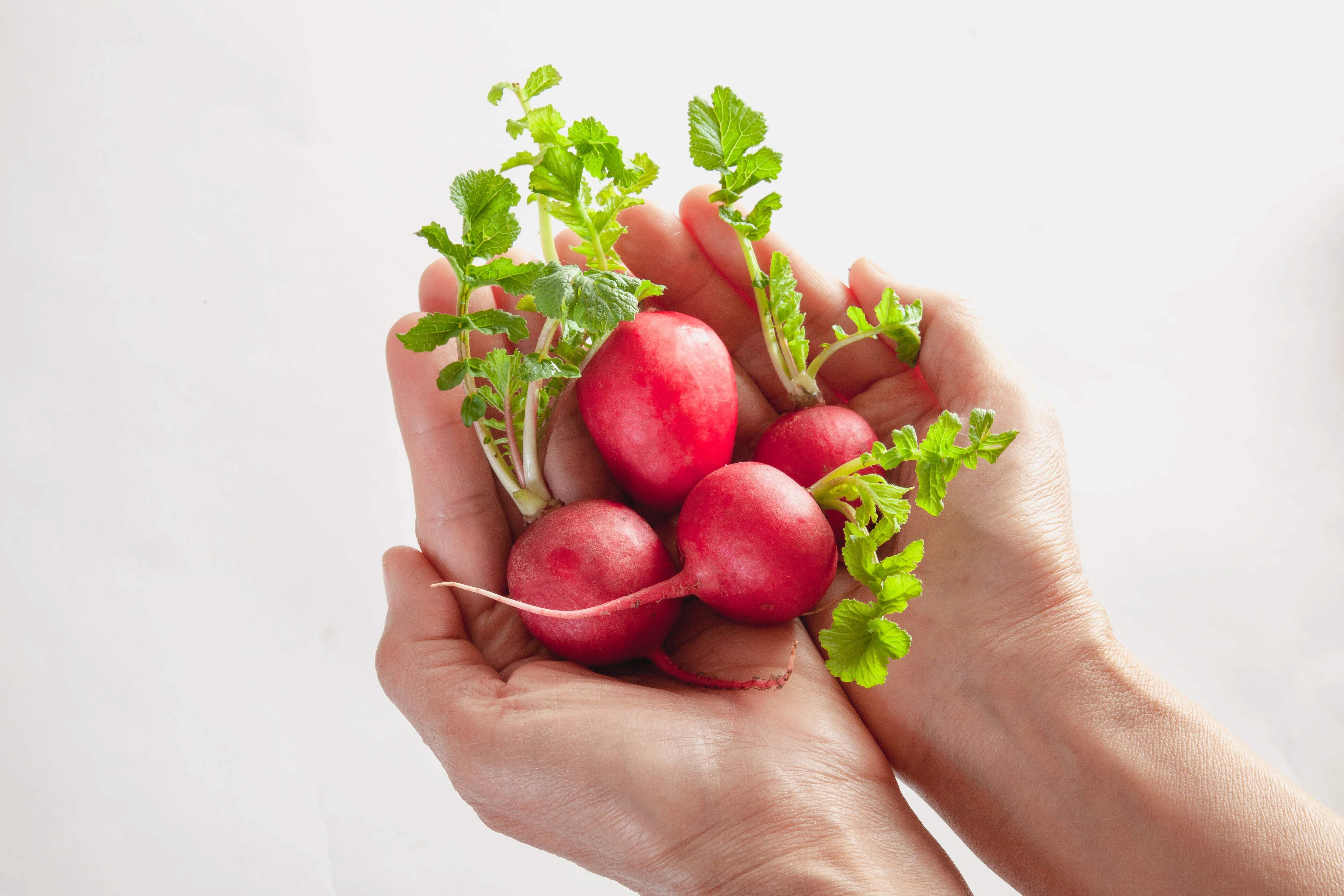 2000 CHERRY BELLE RADISH Raphanus Sativus Vegetable Seeds - Image 3
