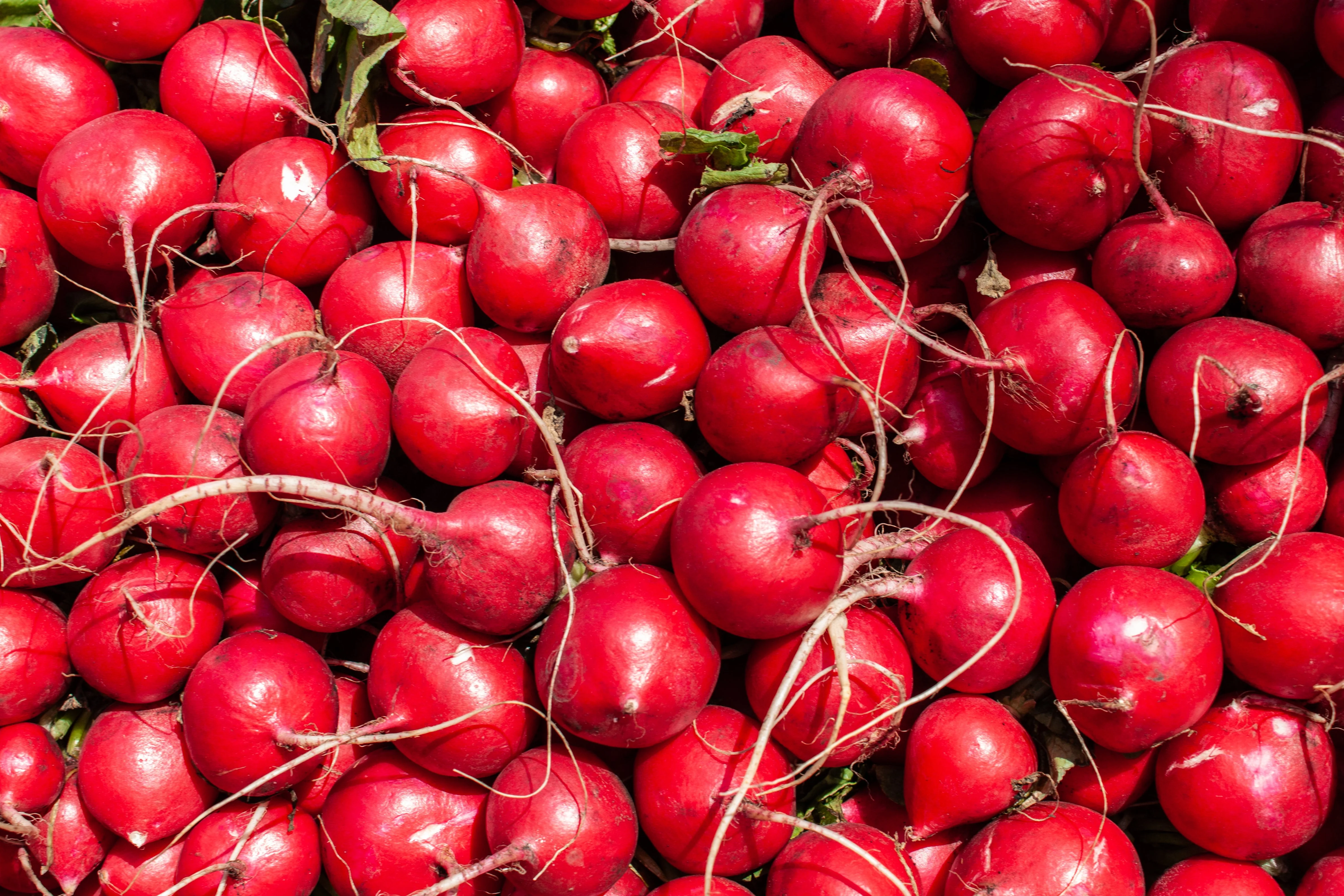 2000 CHERRY BELLE RADISH Raphanus Sativus Vegetable Seeds - Image 8