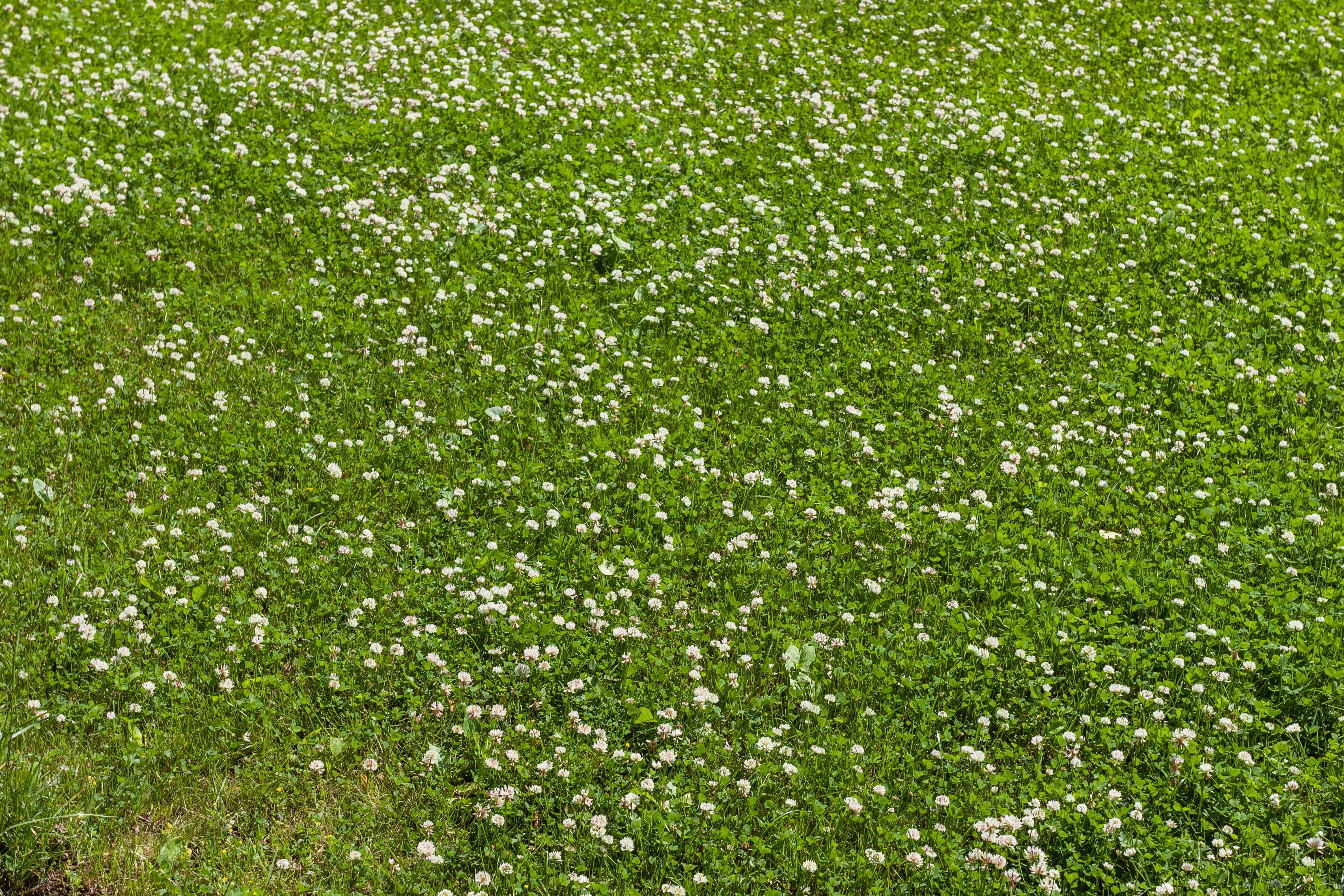 2000 MICROCLOVER Dwarf Miniature Trifolium Repens White Flower Clover Lawn Seeds - Image 6