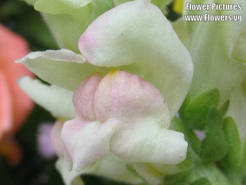 2000 NORTHERN LIGHTS Mix SNAPDRAGON Linaria Maroccana Flower Seeds - Image 5