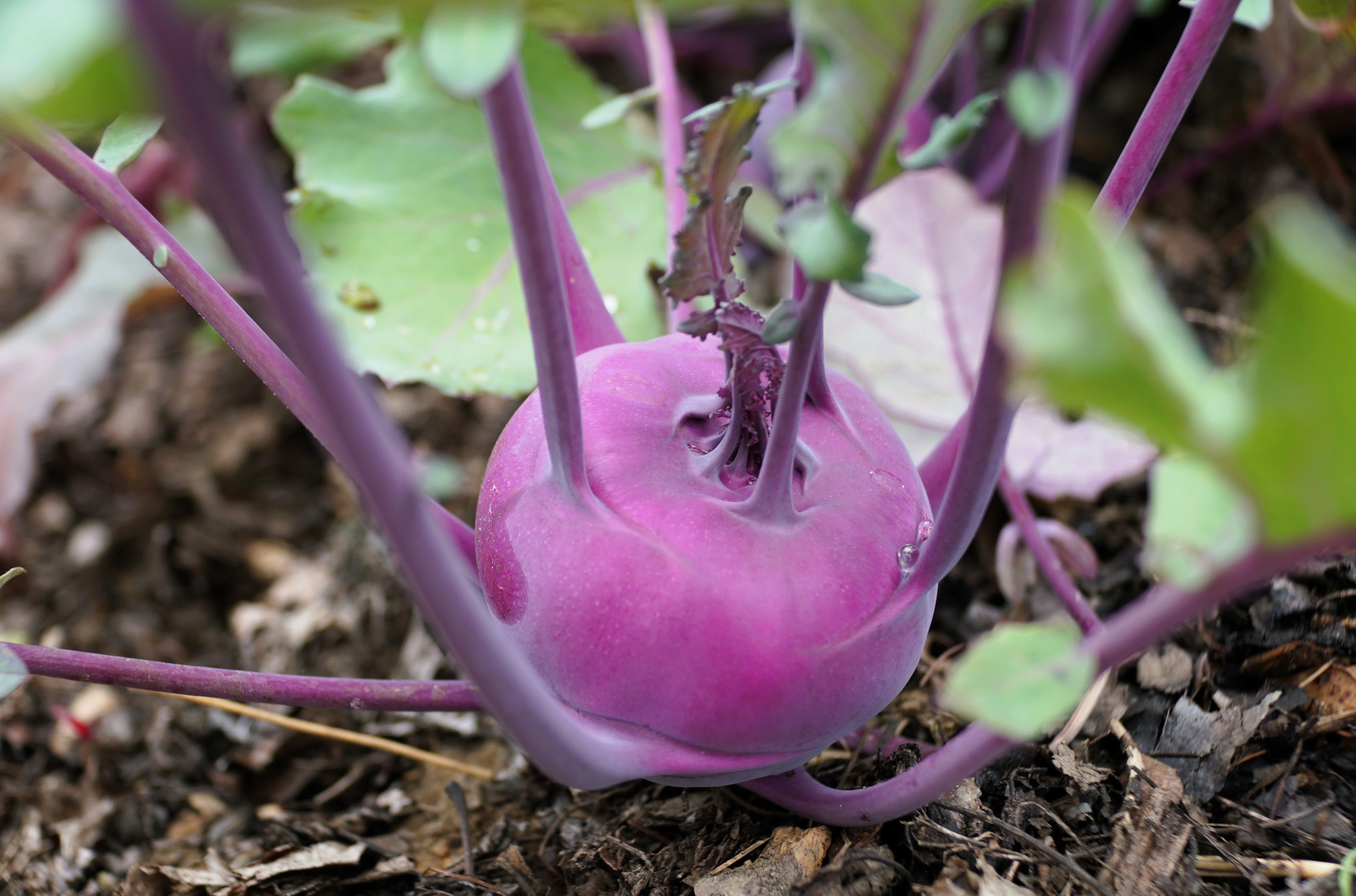 2000 PURPLE VIENNA KOHLRABI Brassica Oleracea Gongylodes Vegetable Seeds - Image 2