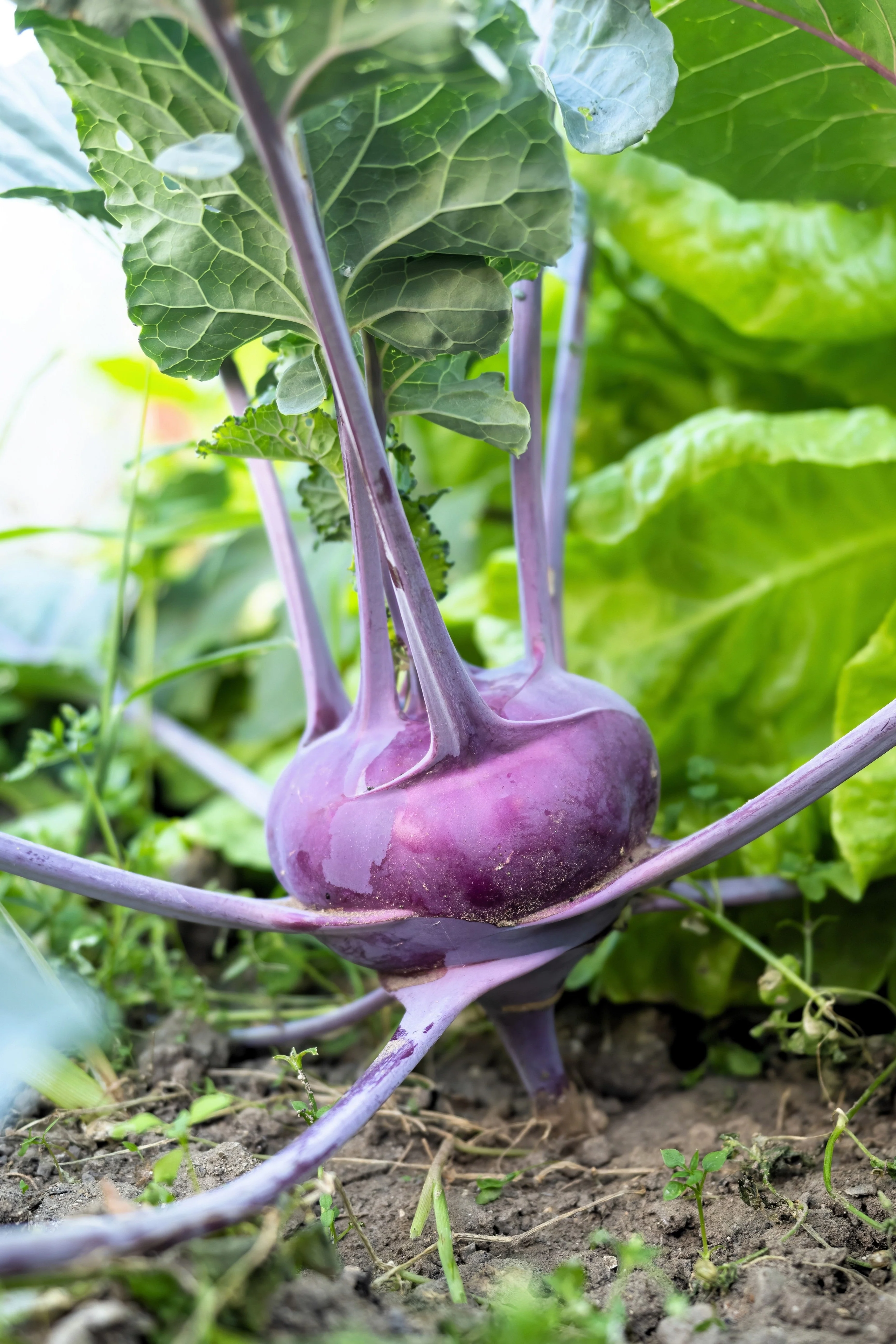 2000 PURPLE VIENNA KOHLRABI Brassica Oleracea Gongylodes Vegetable Seeds - Image 6