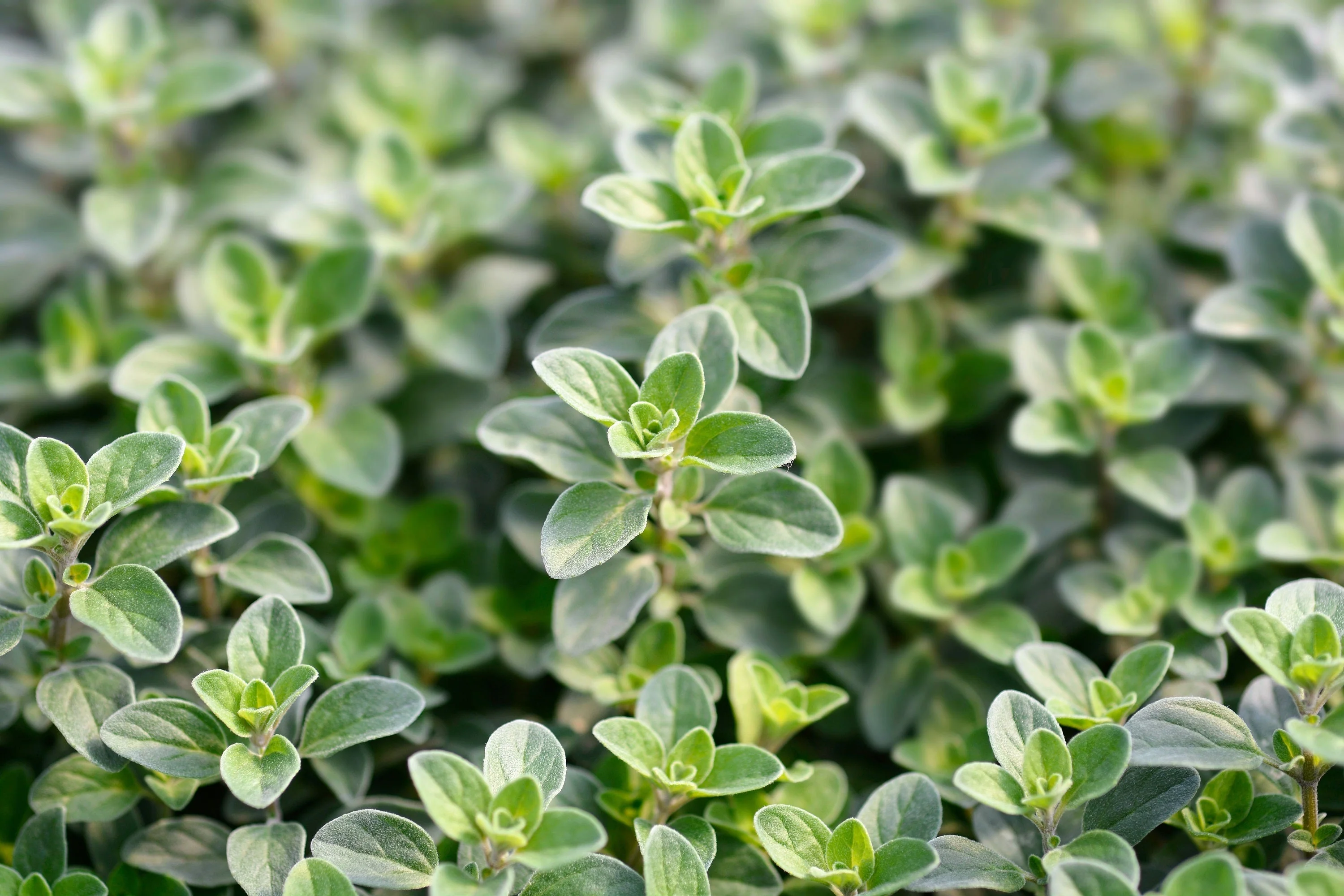 2000 SWEET MARJORAM Origanum Majorana Herb Flower Seeds - Image 8