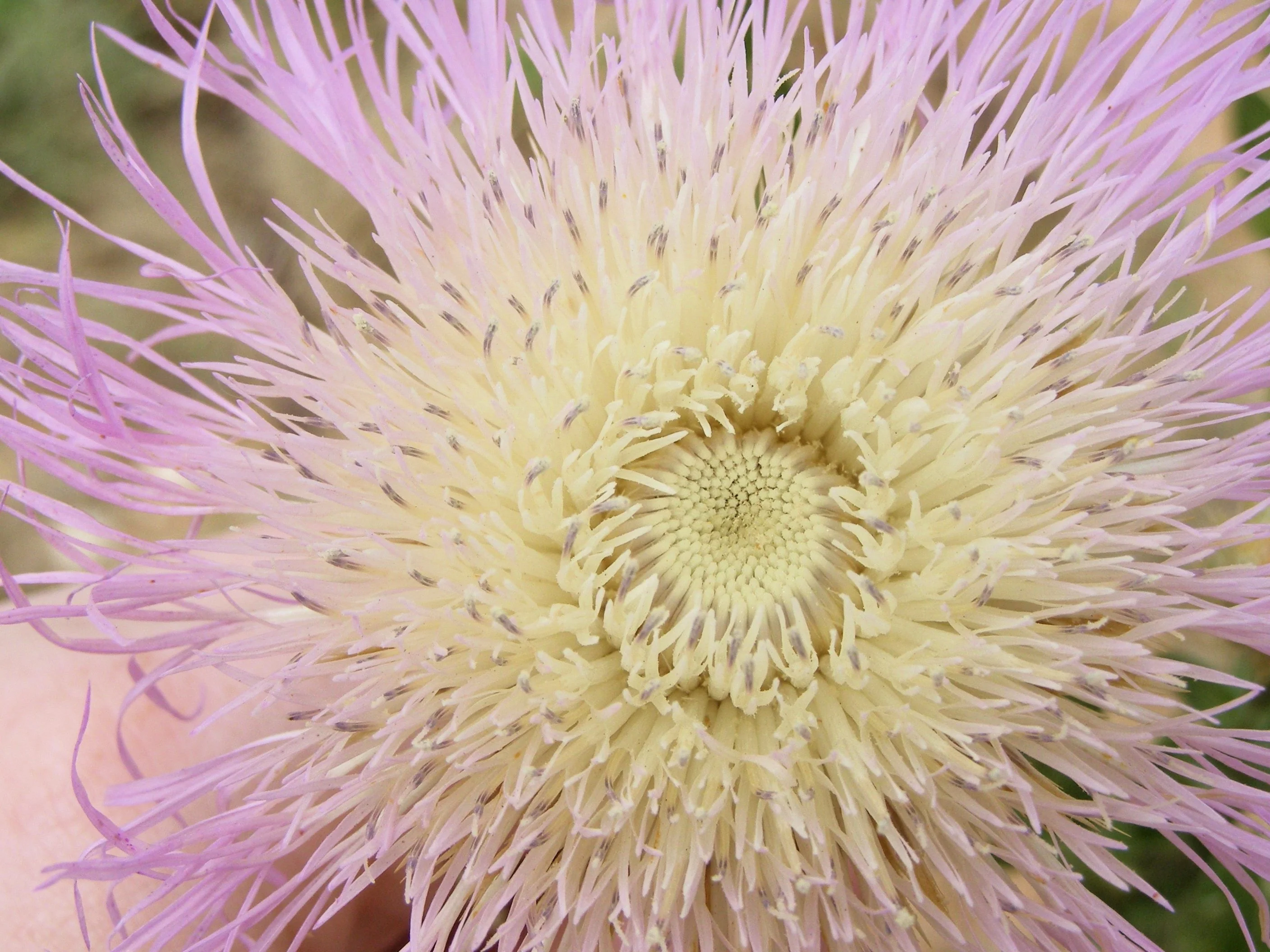 25 AMERICAN ROSE (Centaurea Aloha / American Starflower / American Basket Flower / America Starthistle) Centaurea Americana Flower Seeds - Image 3