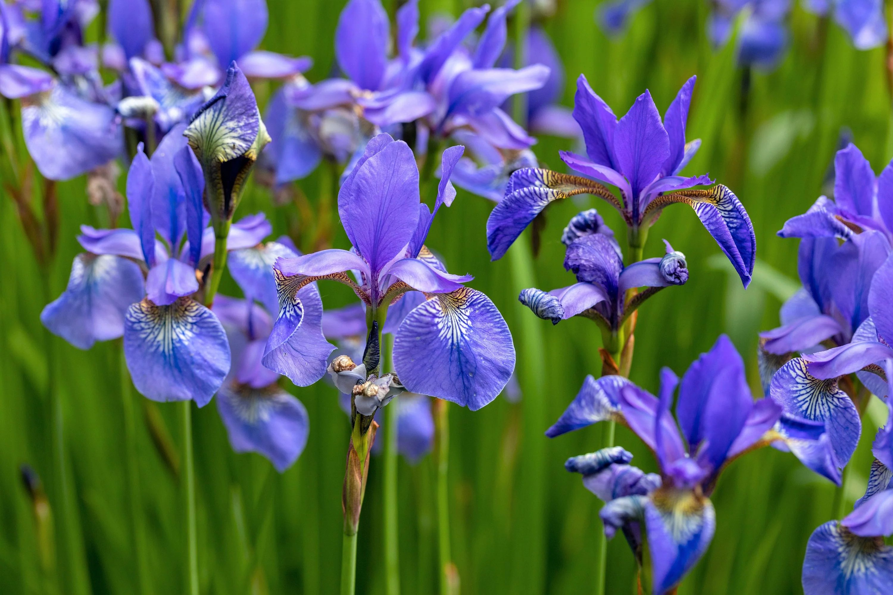 25 BLUE FLAG IRIS Versicolor ( Dry - Moist Soil ) Native Purple Yellow White Fragrant Flower Seeds - Image 2