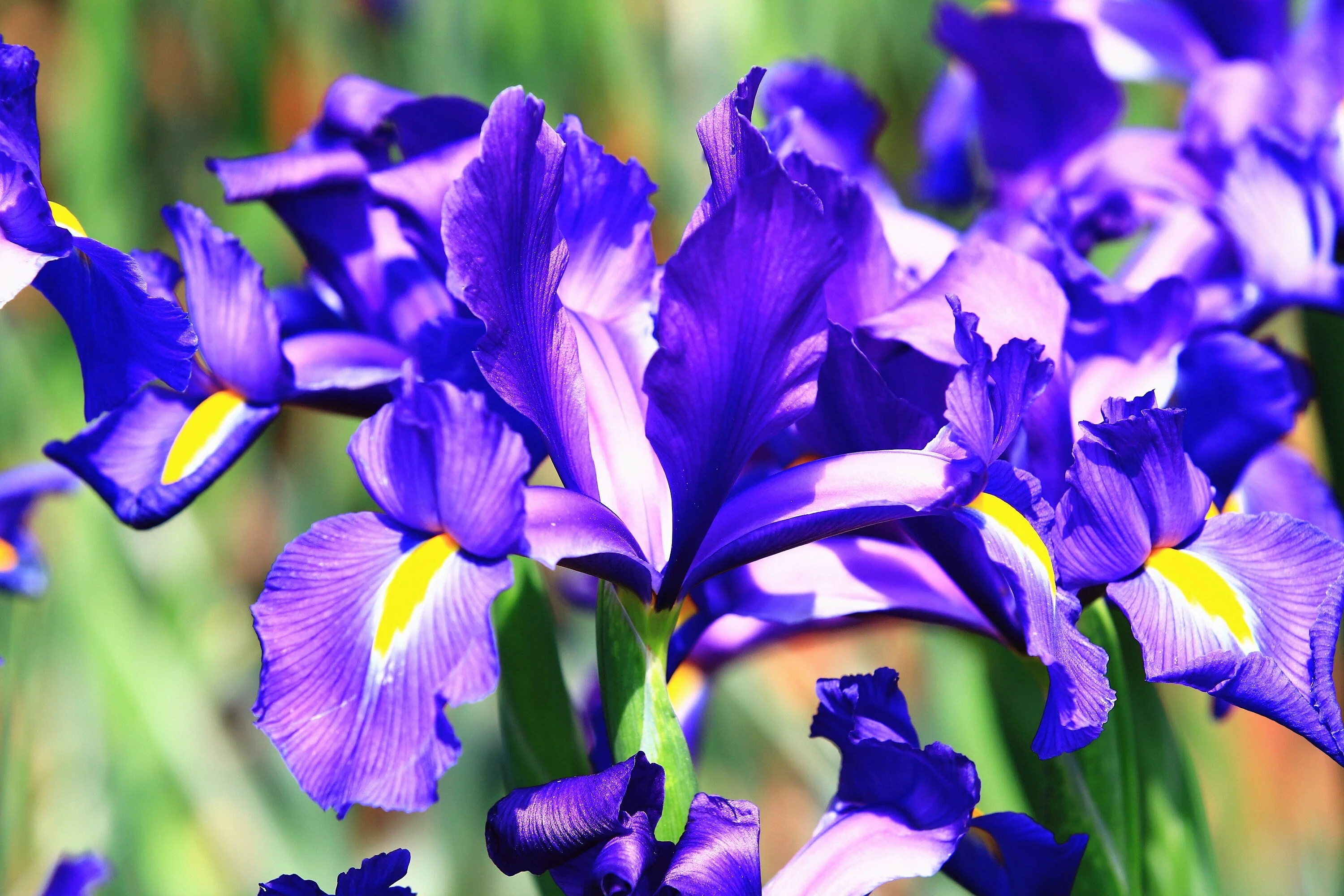 25 BLUE FLAG IRIS Versicolor ( Dry - Moist Soil ) Native Purple Yellow White Fragrant Flower Seeds - Image 8