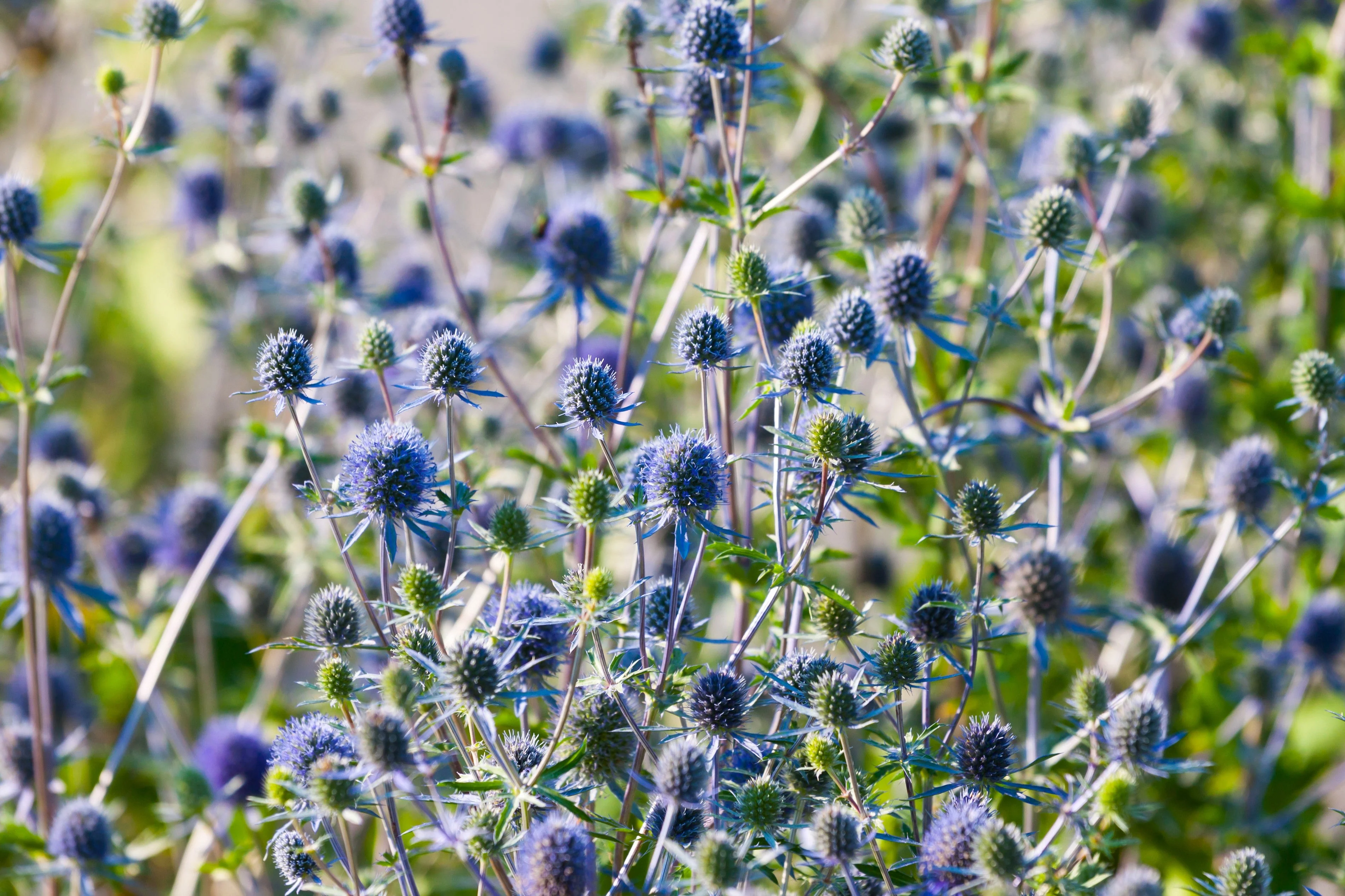 25 Blue GLOBE THISTLE Echinops Ritro Southern Globethistle Pollinator Flower Seeds - Image 11