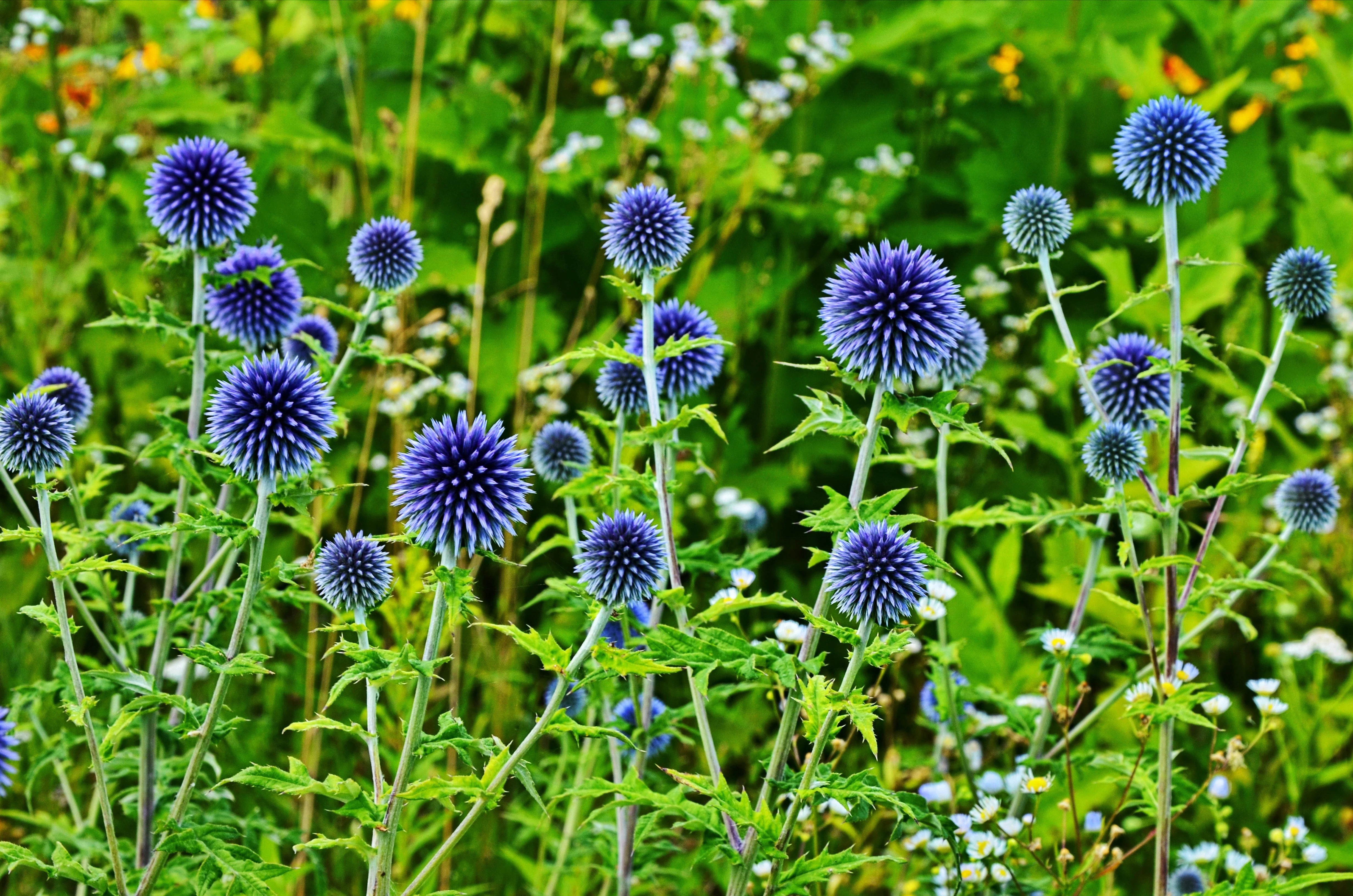 25 Blue GLOBE THISTLE Echinops Ritro Southern Globethistle Pollinator Flower Seeds - Image 12