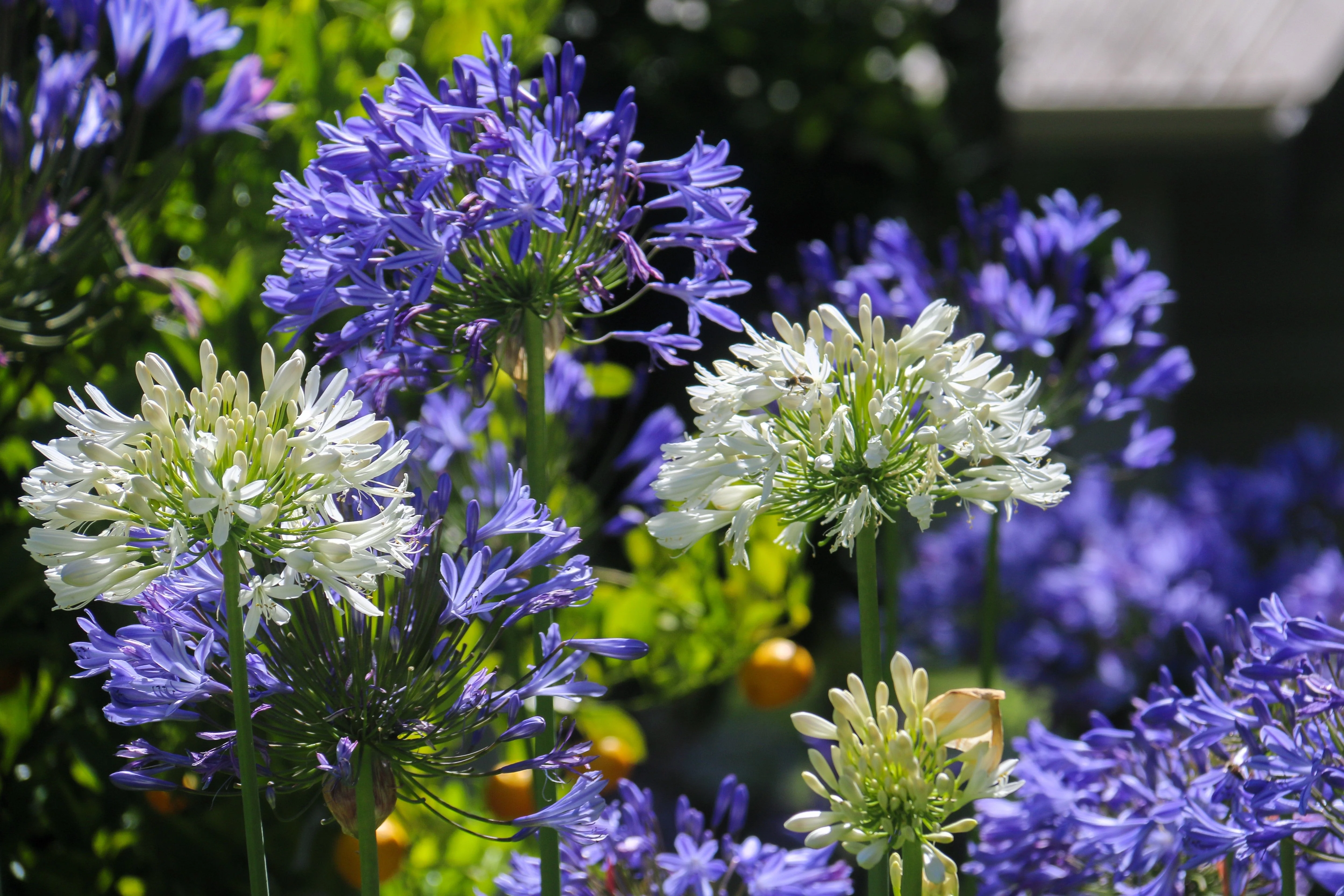 25 BLUE LILY of the NILE Agapanthus Orientalis African Lily Flower Seeds - Image 5