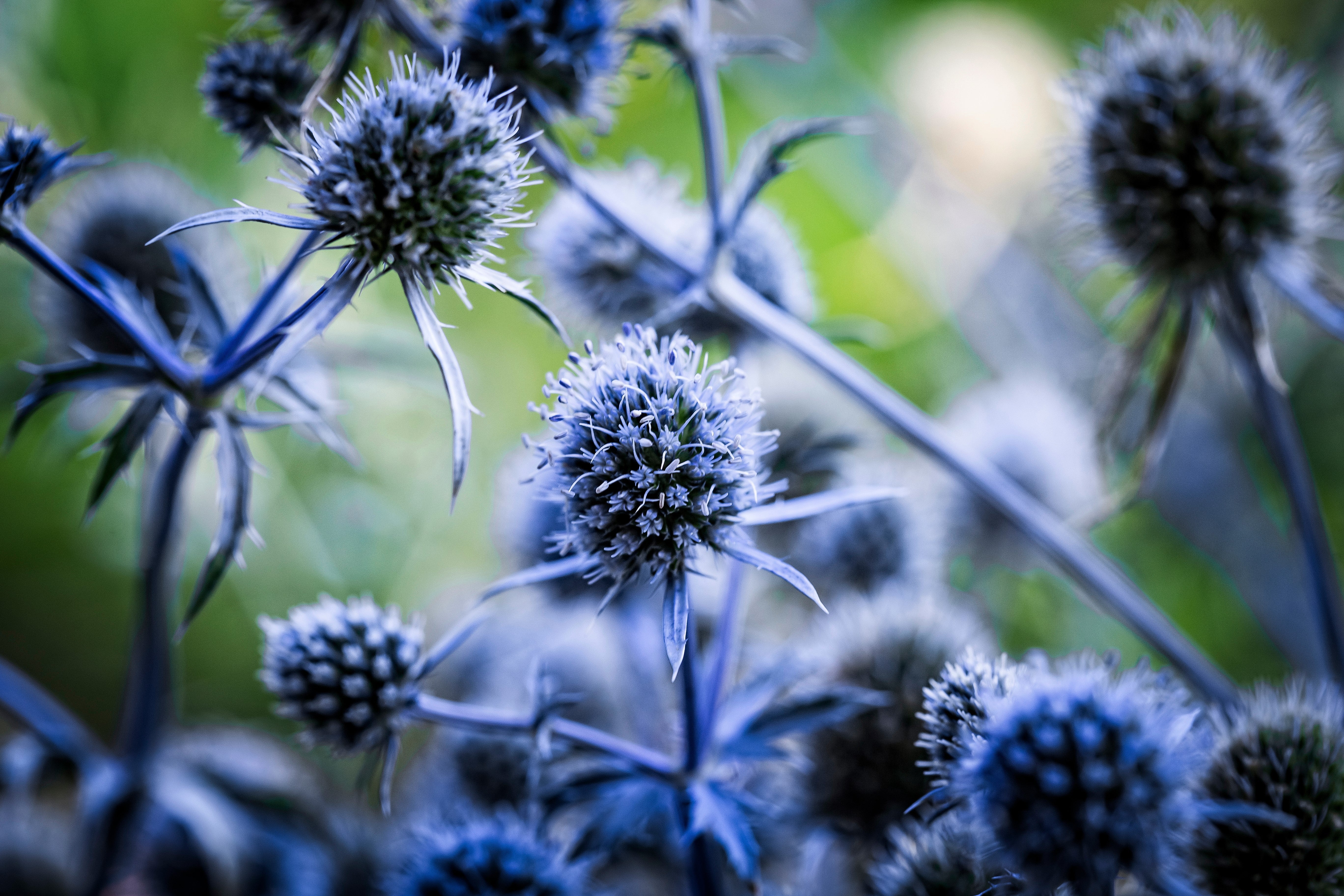 25 BLUE Star SEA HOLLY Eryngium Alpinum Flower Seeds - Image 10