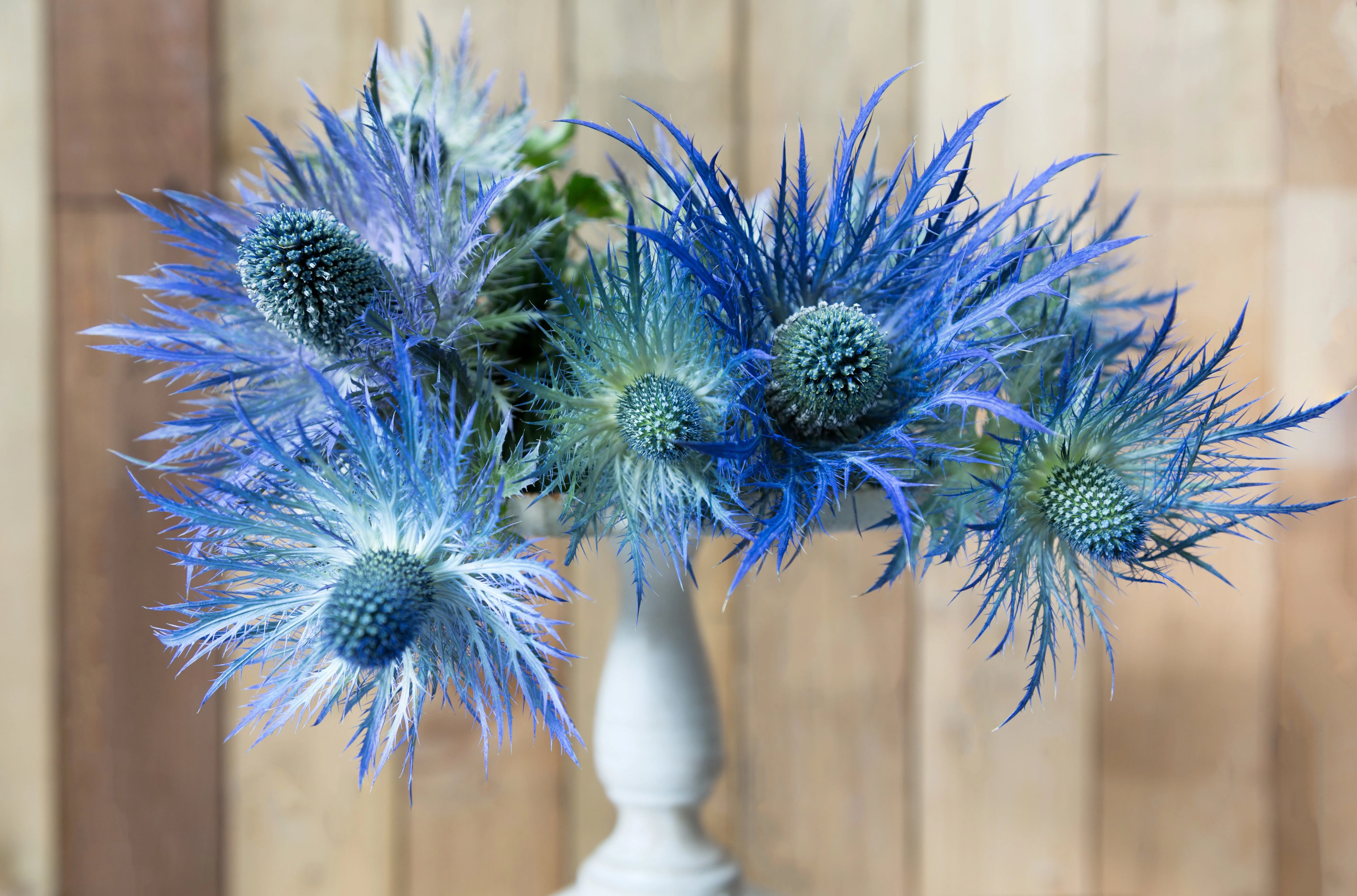 25 BLUE Star SEA HOLLY Eryngium Alpinum Flower Seeds - Image 13