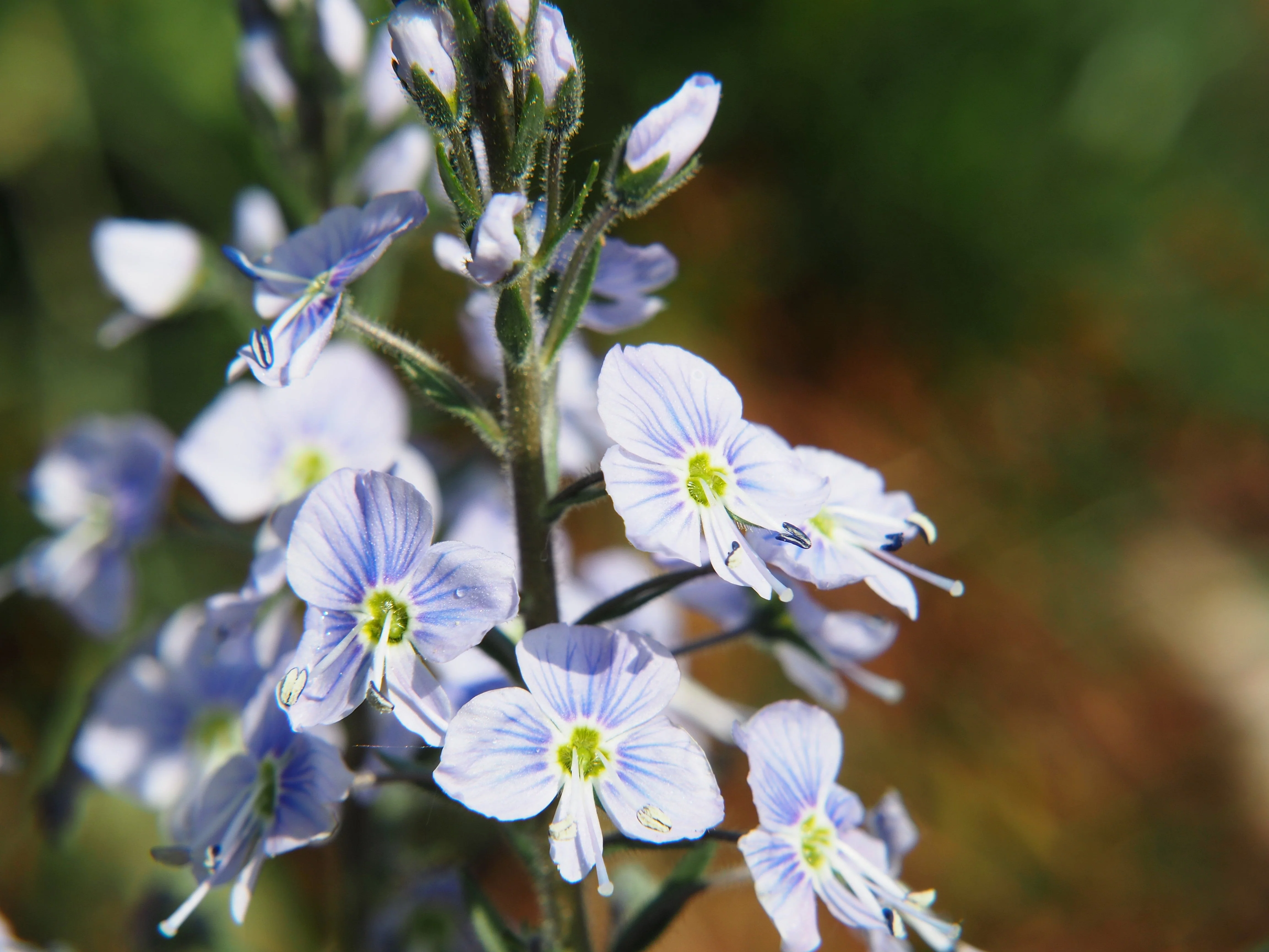 25 BLUE STREAK SPEEDWELL Veronica Gentianoides Flower Seeds - Image 5