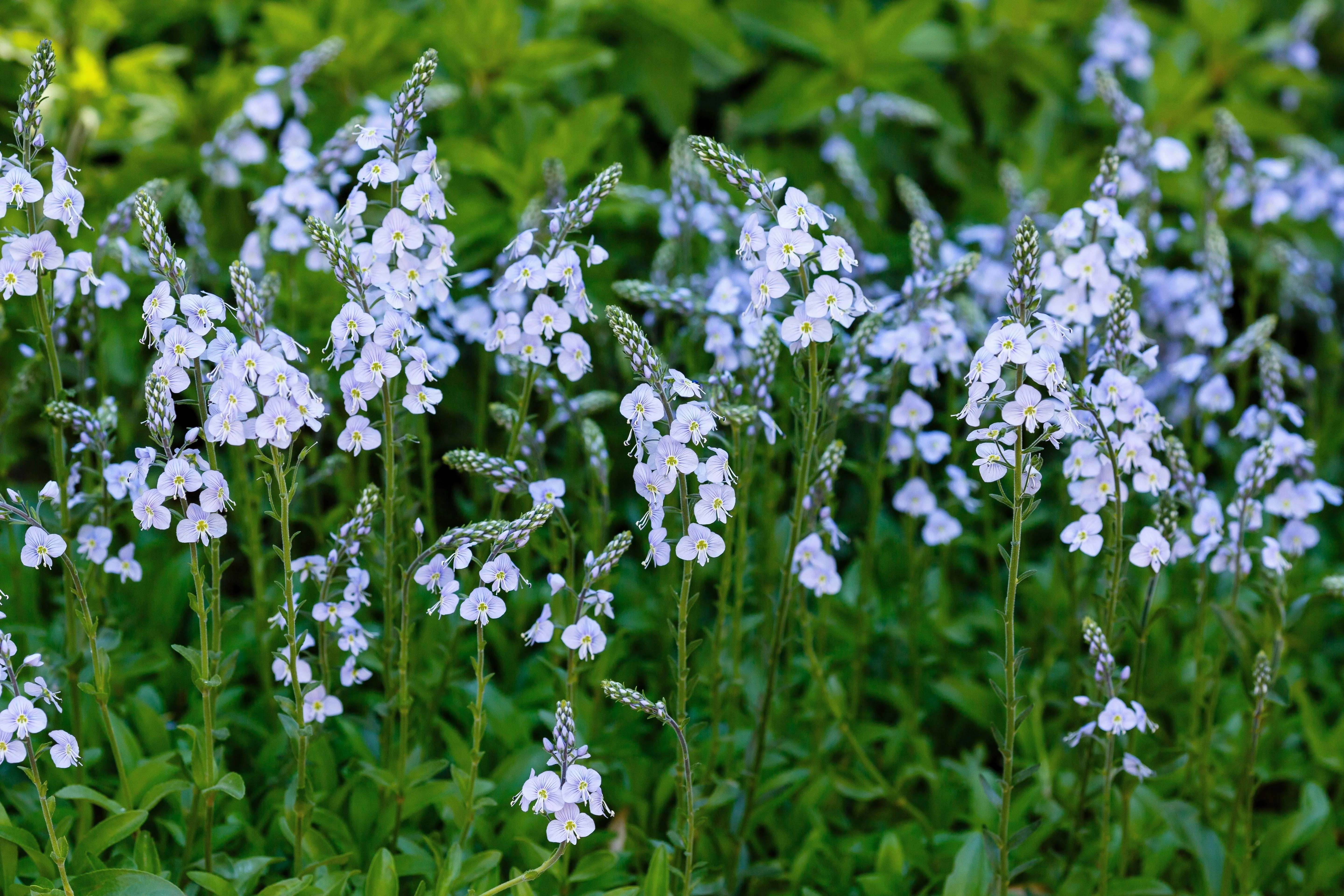 25 BLUE STREAK SPEEDWELL Veronica Gentianoides Flower Seeds - Image 9