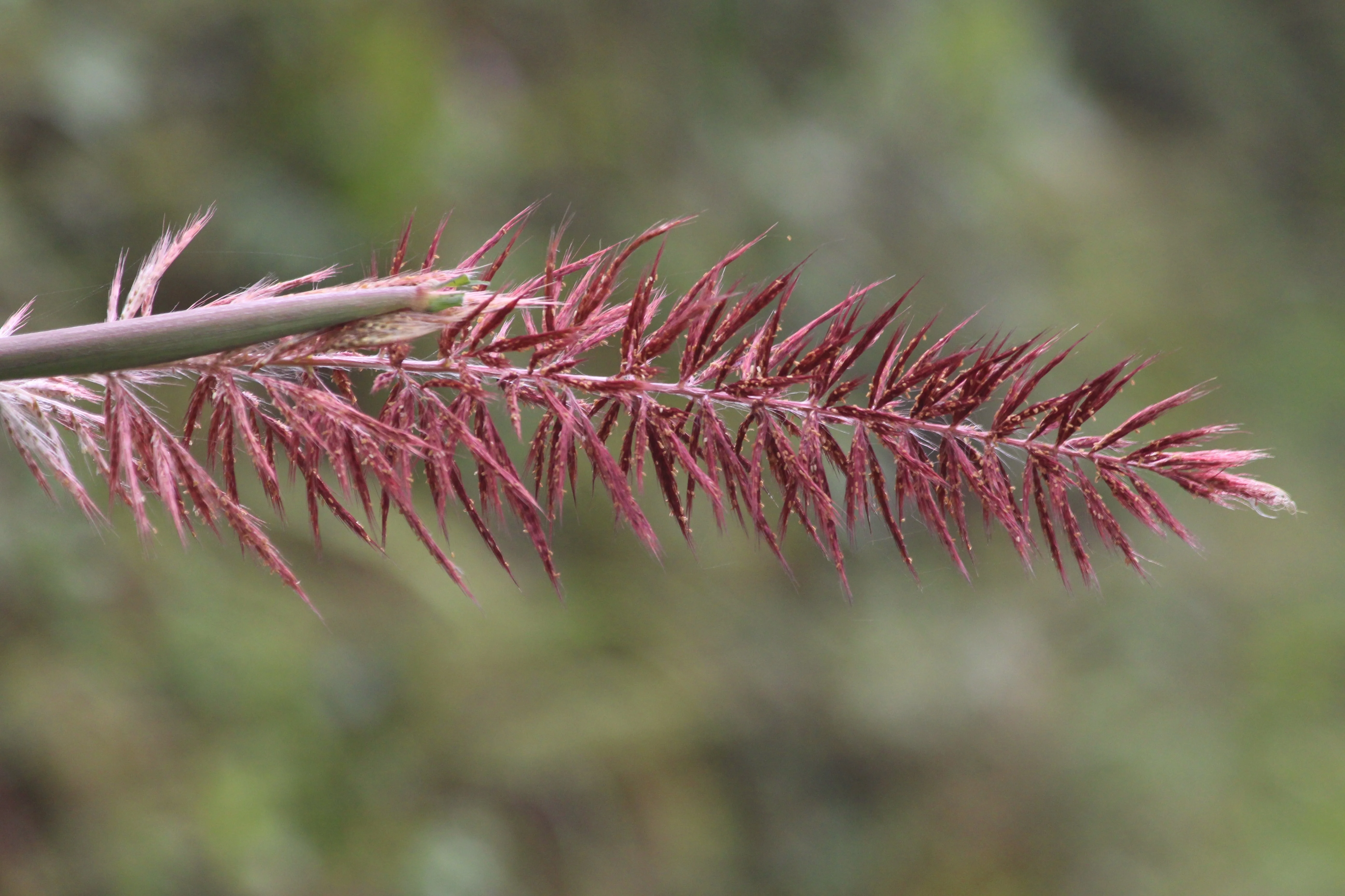 25 BOTTLEBRUSH GRASS Ornamental Shade Elymus Hystrix Patula Seeds - Image 2